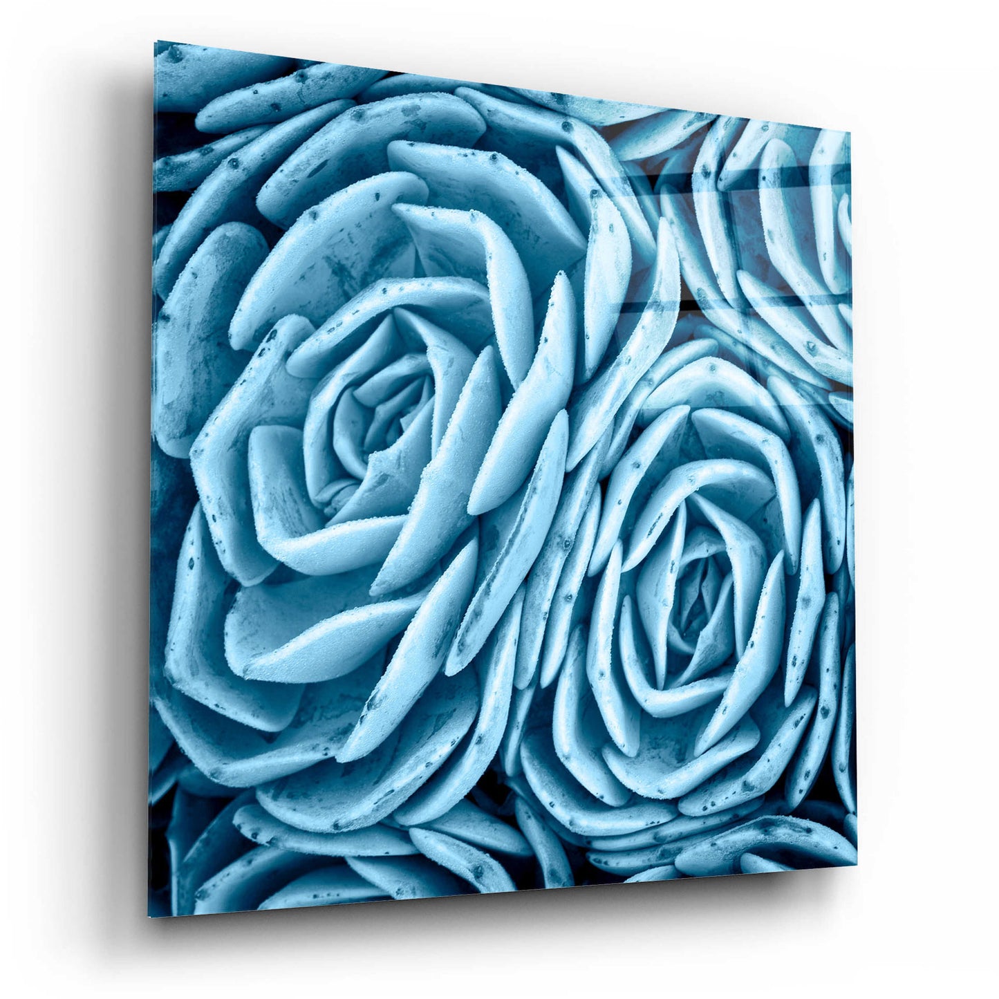 Epic Art 'Nestled Succulents' by Jan Bell Acrylic Glass Wall Art,12x12