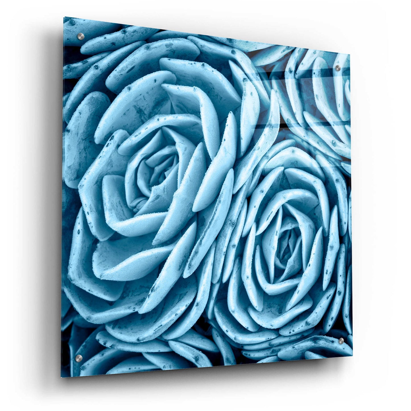 Epic Art 'Nestled Succulents' by Jan Bell Acrylic Glass Wall Art,24x24