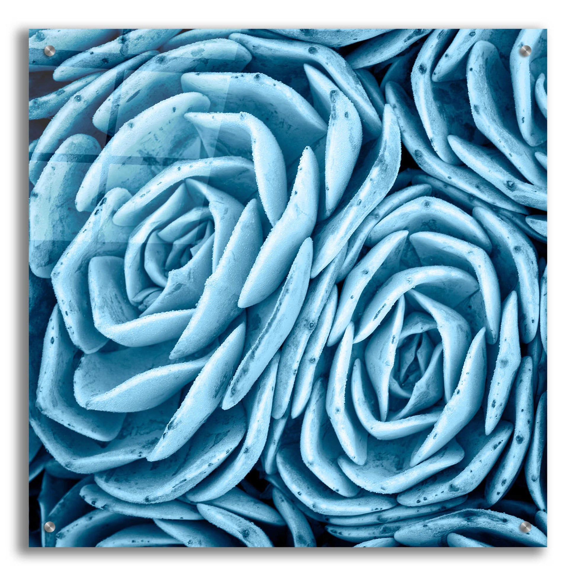 Epic Art 'Nestled Succulents' by Jan Bell Acrylic Glass Wall Art,24x24