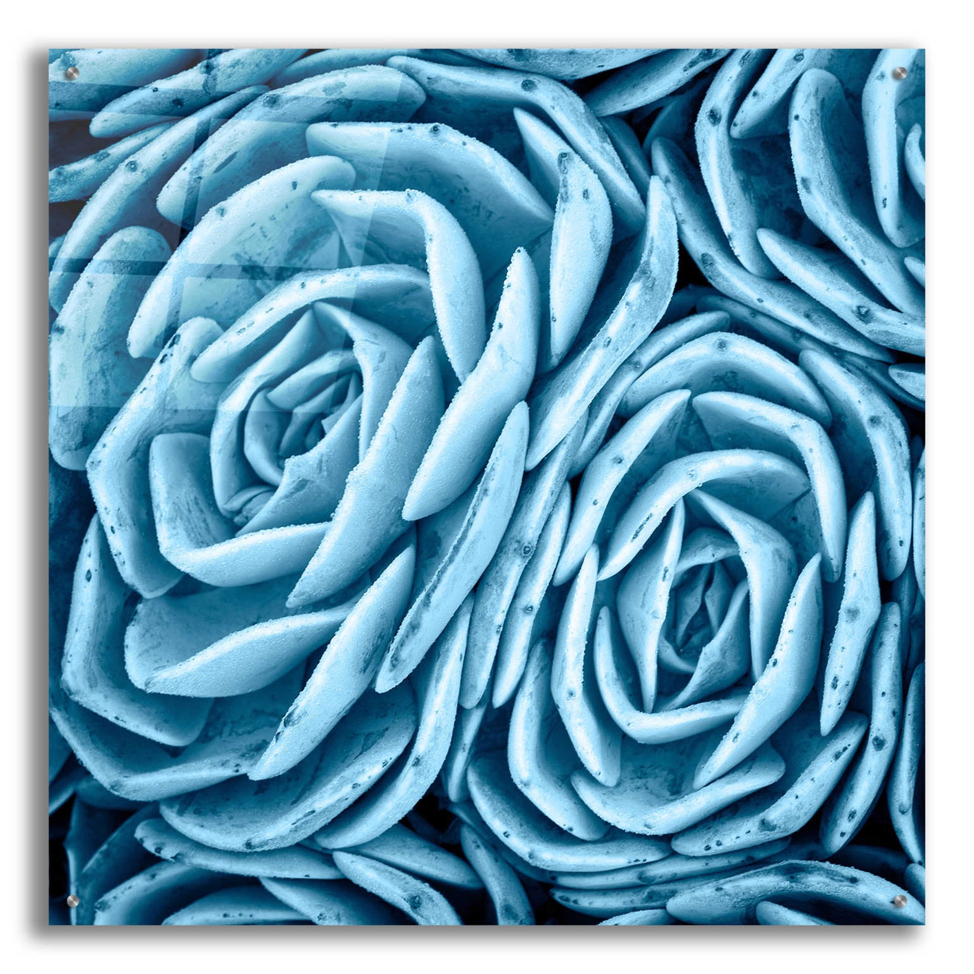 Epic Art 'Nestled Succulents' by Jan Bell Acrylic Glass Wall Art,36x36