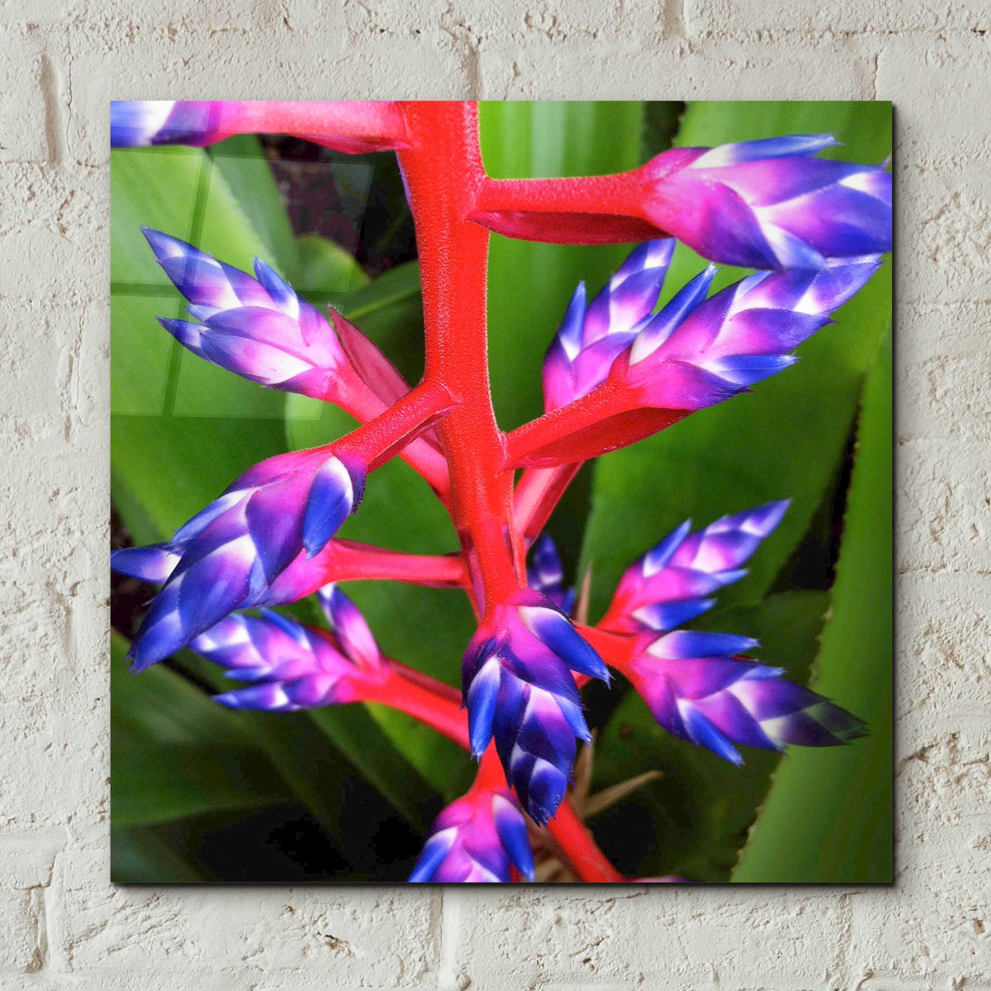 Epic Art 'Purple and Pink' by Jan Bell Acrylic Glass Wall Art,12x12