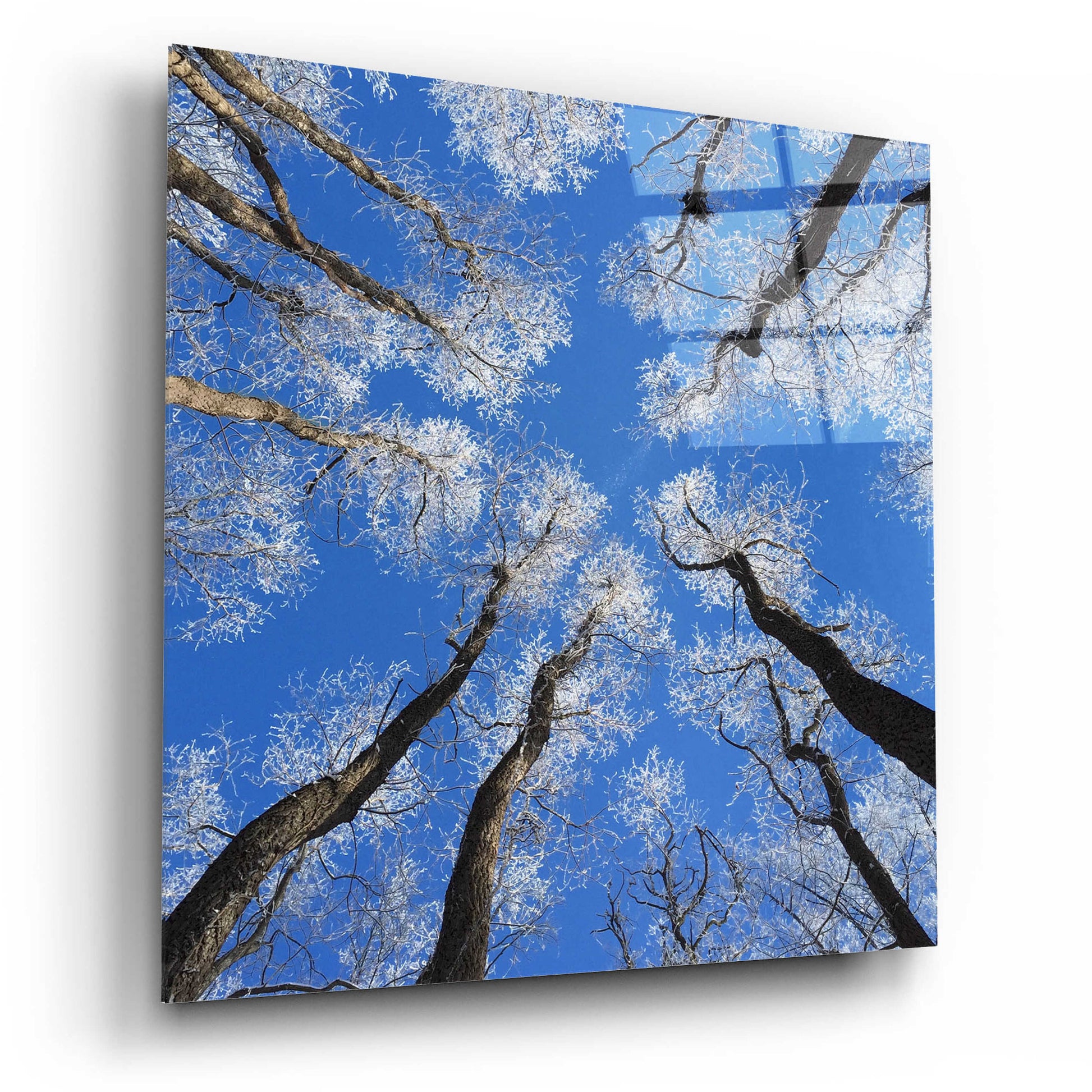 Epic Art 'Reaching Skyward' by Jan Bell Acrylic Glass Wall Art,12x12