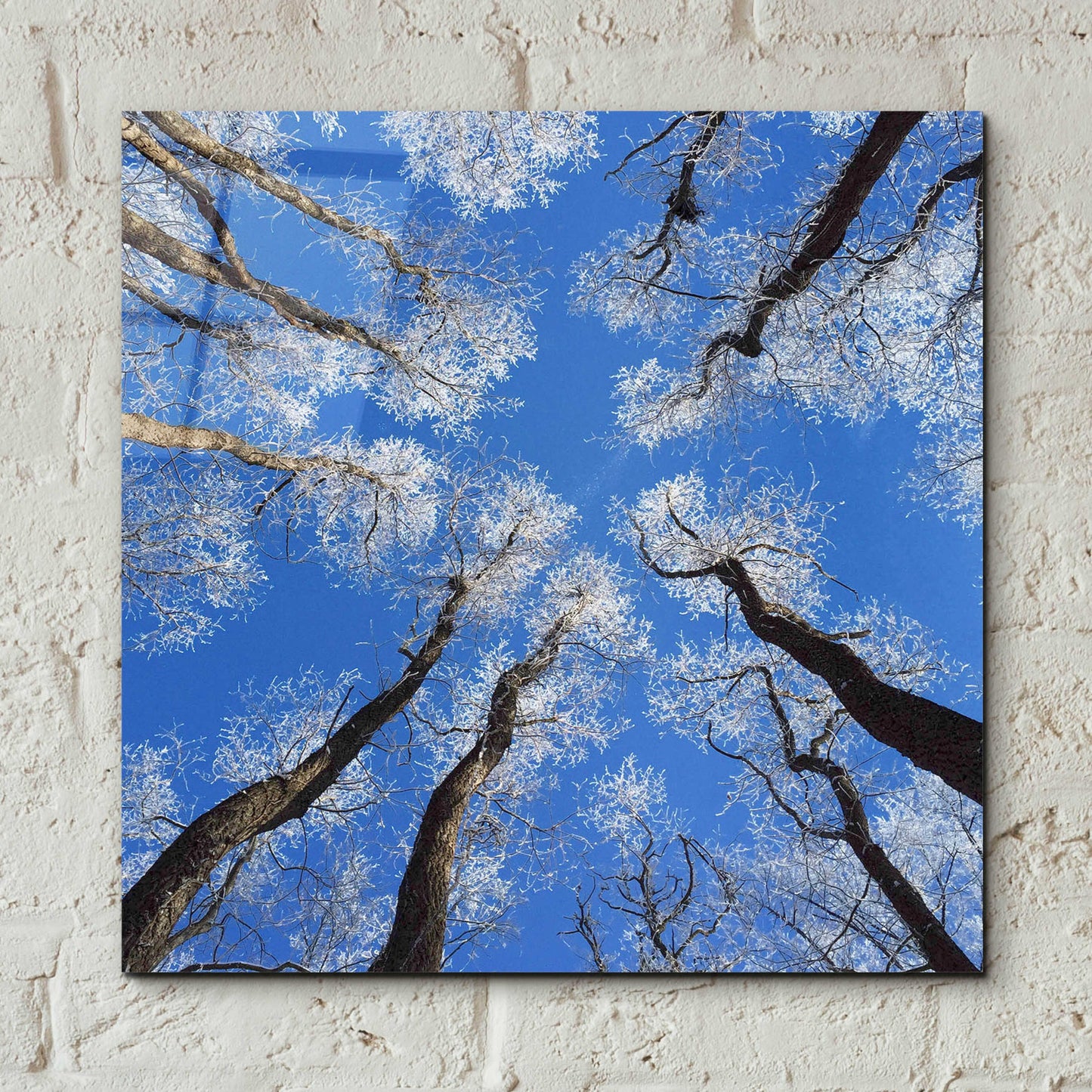 Epic Art 'Reaching Skyward' by Jan Bell Acrylic Glass Wall Art,12x12