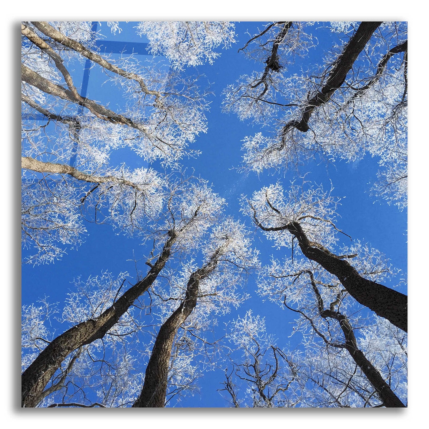 Epic Art 'Reaching Skyward' by Jan Bell Acrylic Glass Wall Art,12x12