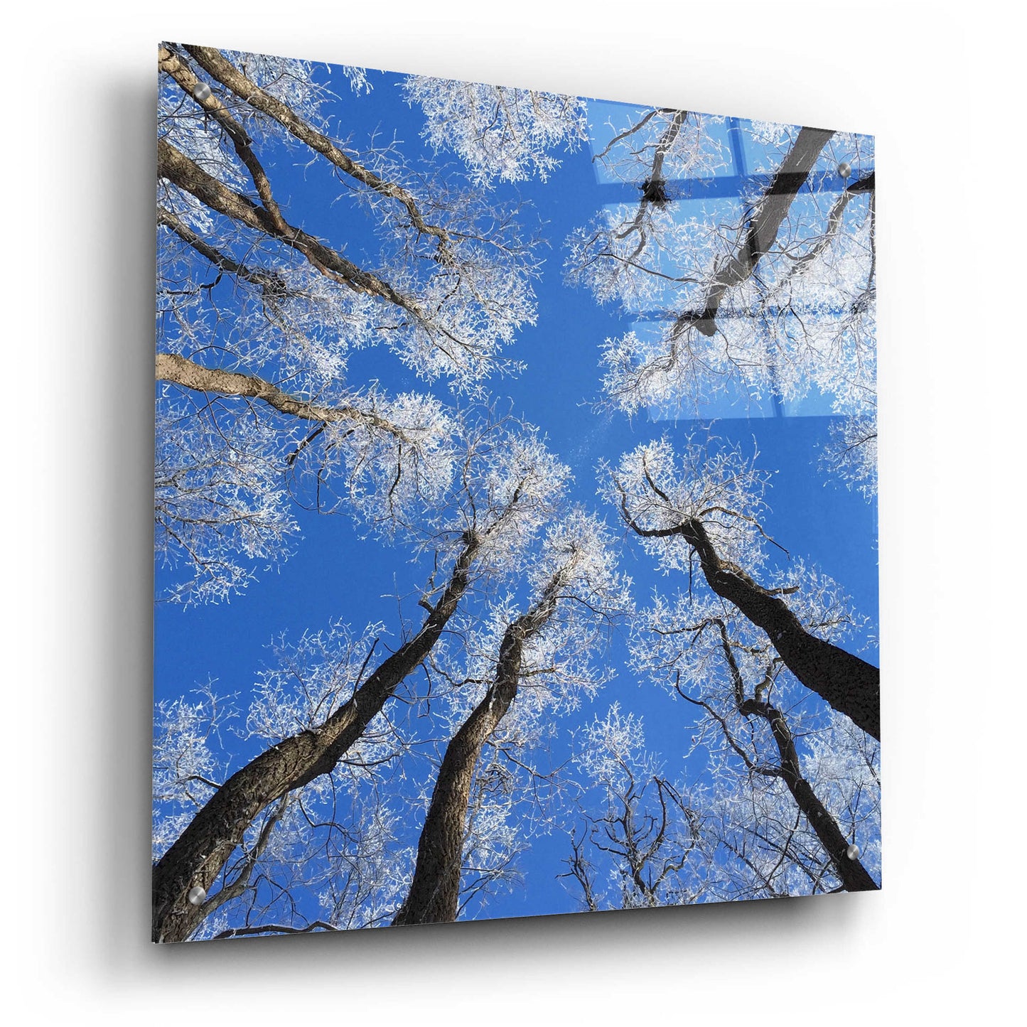 Epic Art 'Reaching Skyward' by Jan Bell Acrylic Glass Wall Art,24x24