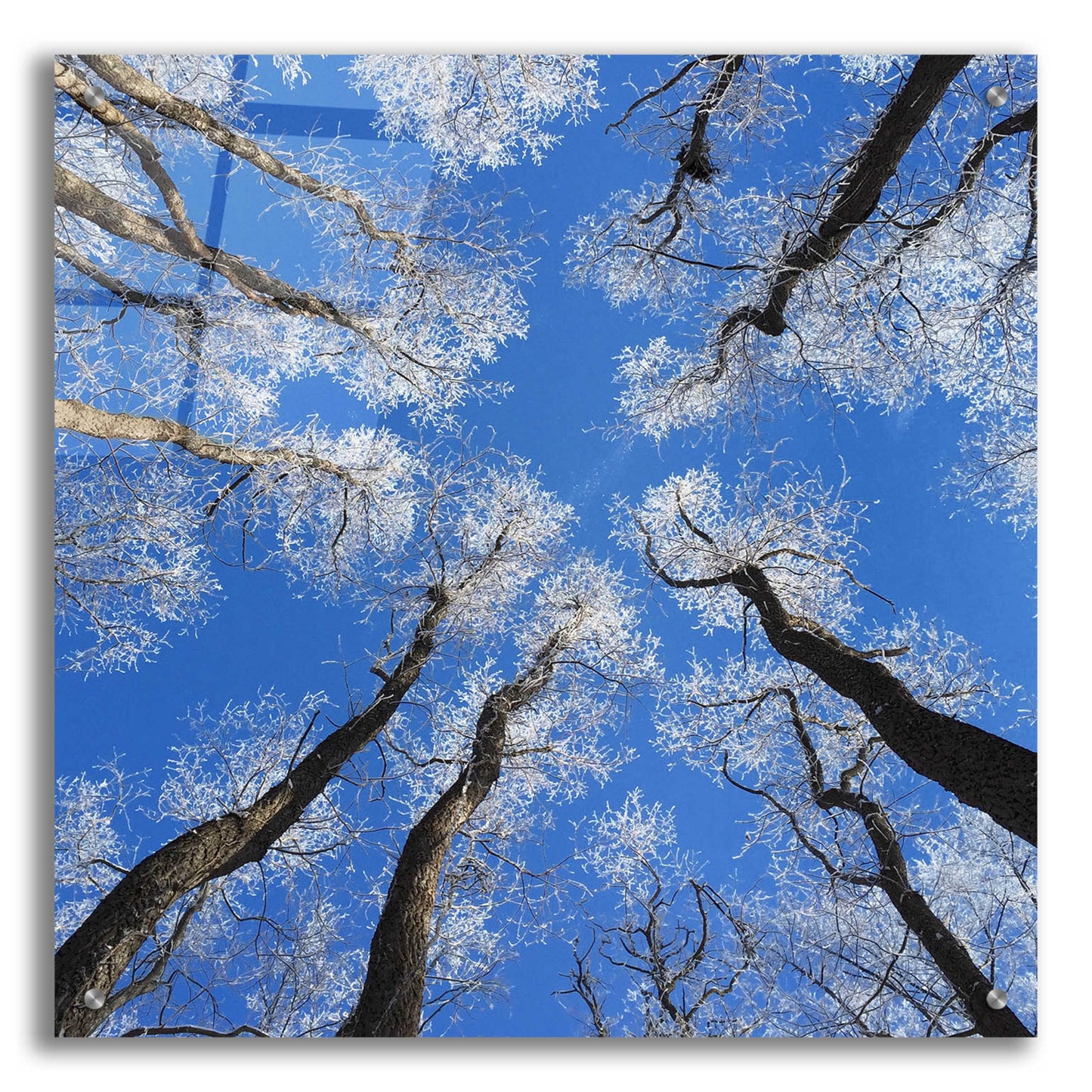 Epic Art 'Reaching Skyward' by Jan Bell Acrylic Glass Wall Art,24x24