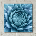Epic Art 'Silvery Blue Agave' by Jan Bell Acrylic Glass Wall Art,12x12