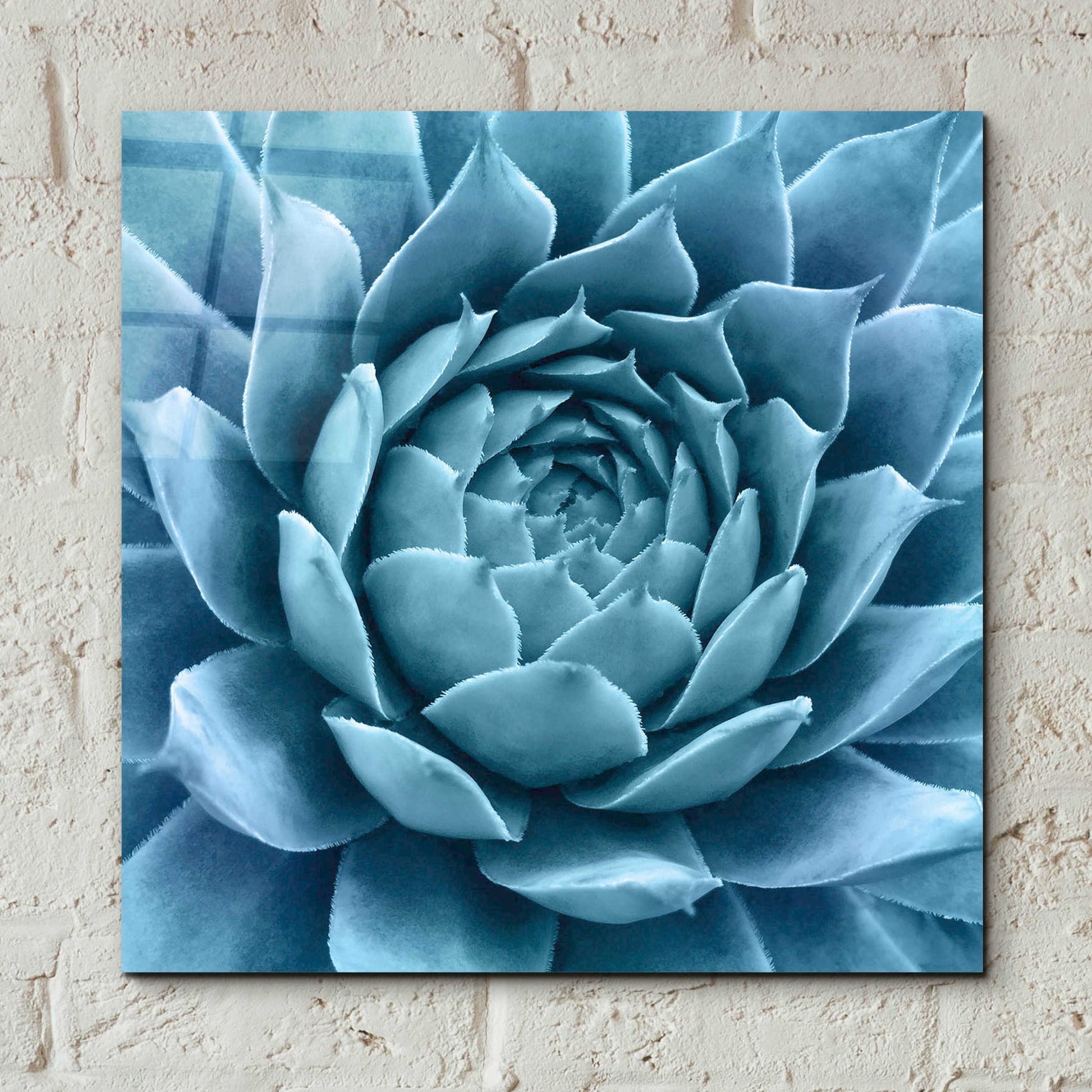 Epic Art 'Silvery Blue Agave' by Jan Bell Acrylic Glass Wall Art,12x12