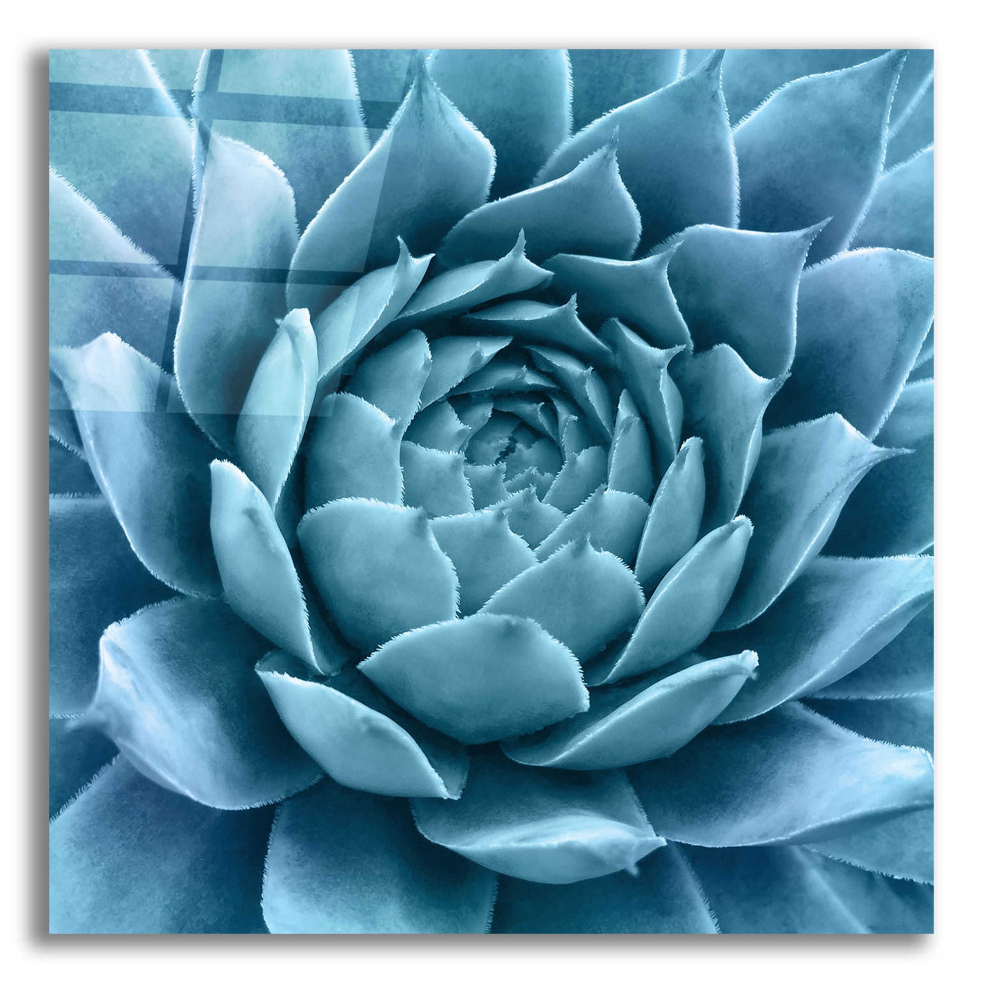 Epic Art 'Silvery Blue Agave' by Jan Bell Acrylic Glass Wall Art,12x12