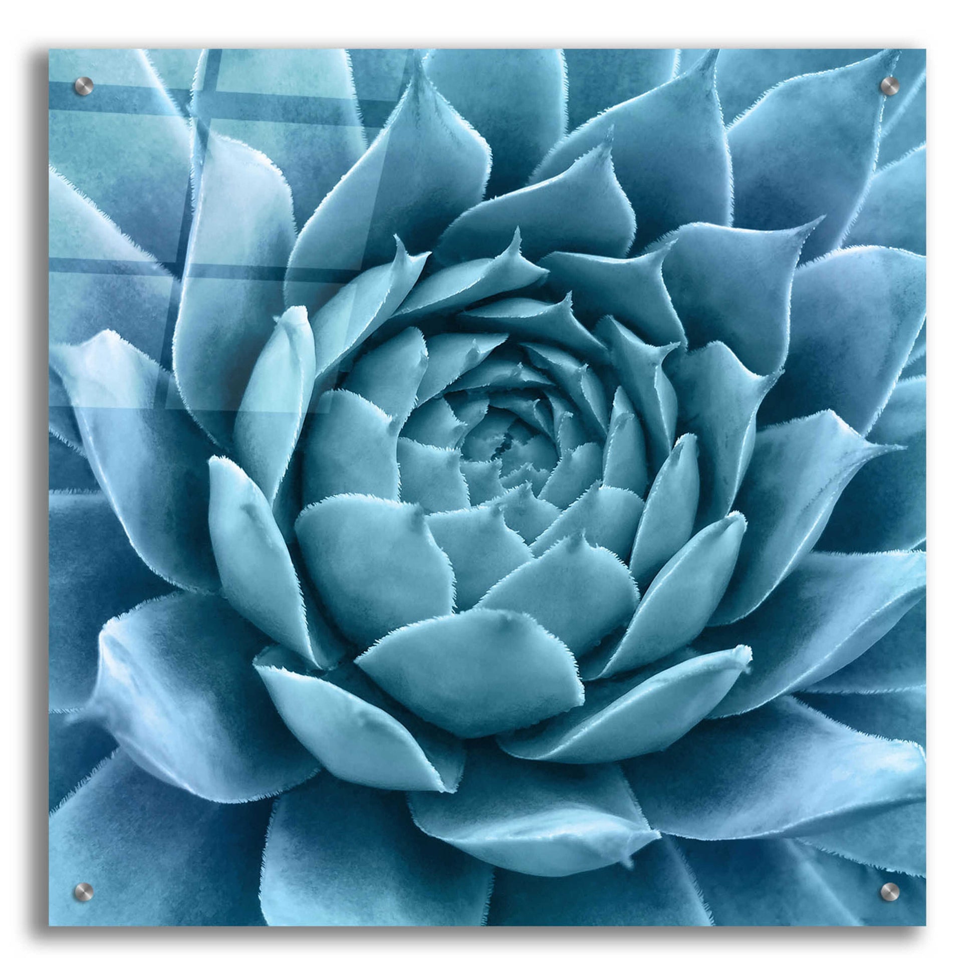 Epic Art 'Silvery Blue Agave' by Jan Bell Acrylic Glass Wall Art,24x24