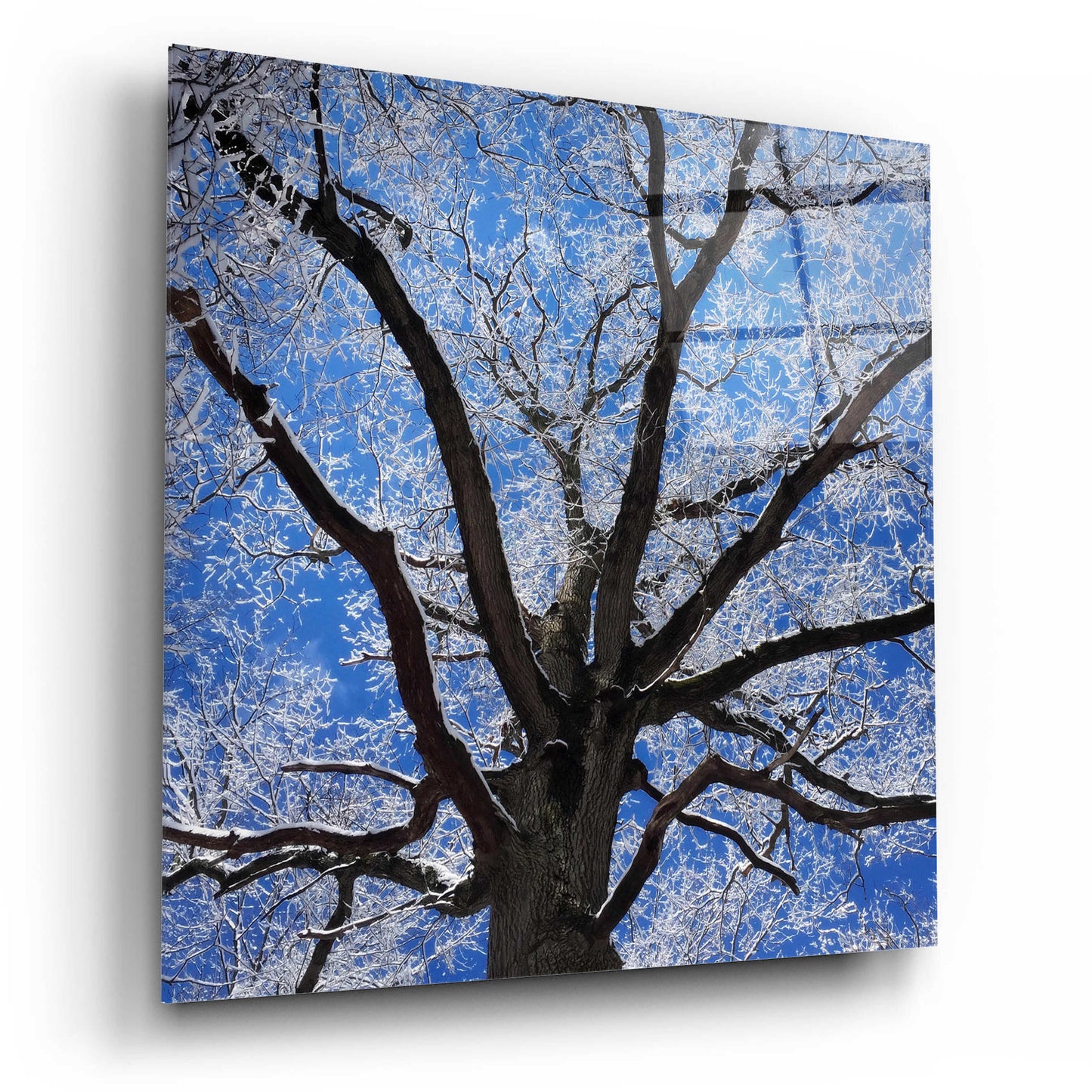 Epic Art 'Snow Covered Tree' by Jan Bell Acrylic Glass Wall Art,12x12