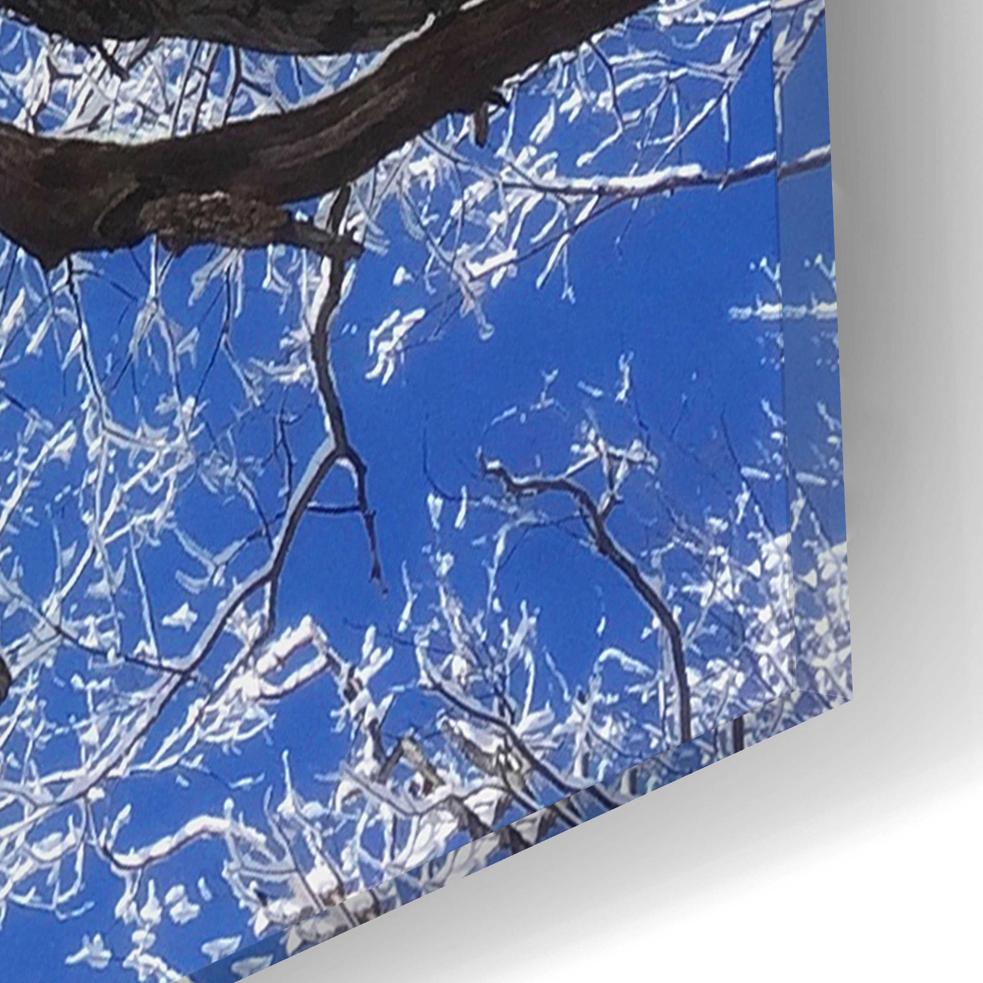 Epic Art 'Snow Covered Tree' by Jan Bell Acrylic Glass Wall Art,12x12