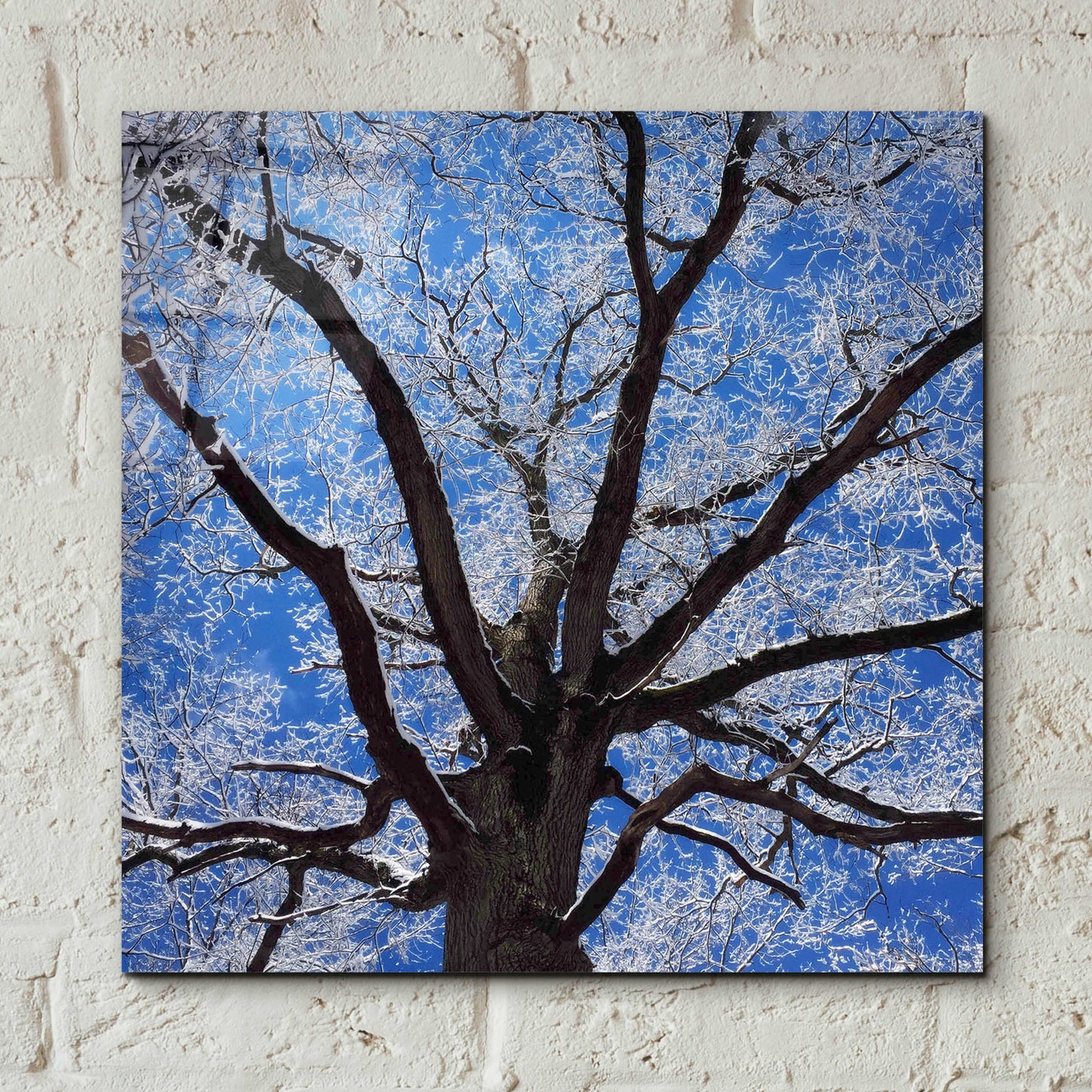 Epic Art 'Snow Covered Tree' by Jan Bell Acrylic Glass Wall Art,12x12