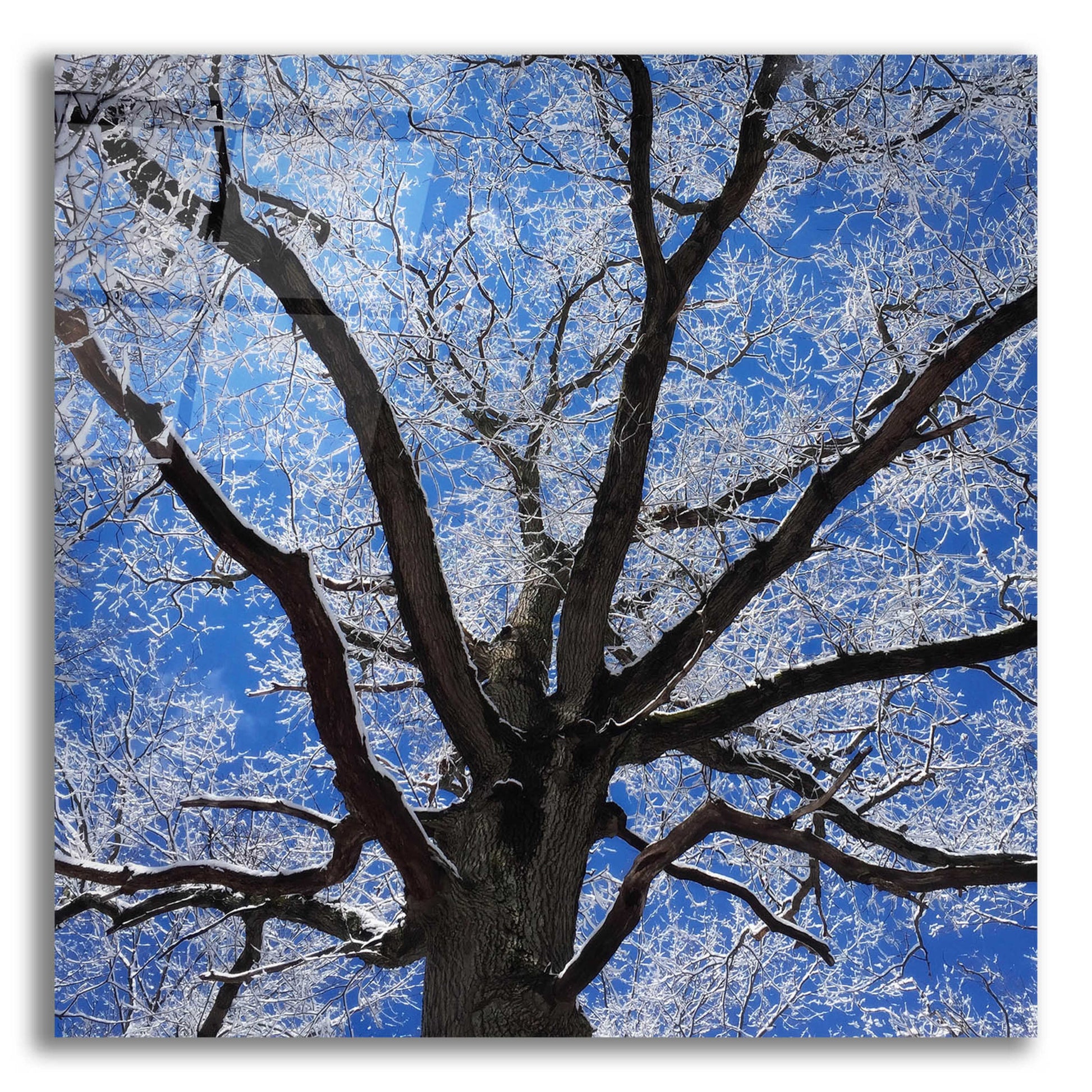 Epic Art 'Snow Covered Tree' by Jan Bell Acrylic Glass Wall Art,12x12