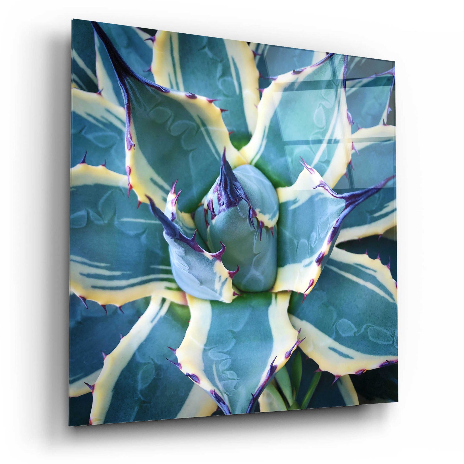 Epic Art 'Elegant Thorns' by Jan Bell Acrylic Glass Wall Art,12x12