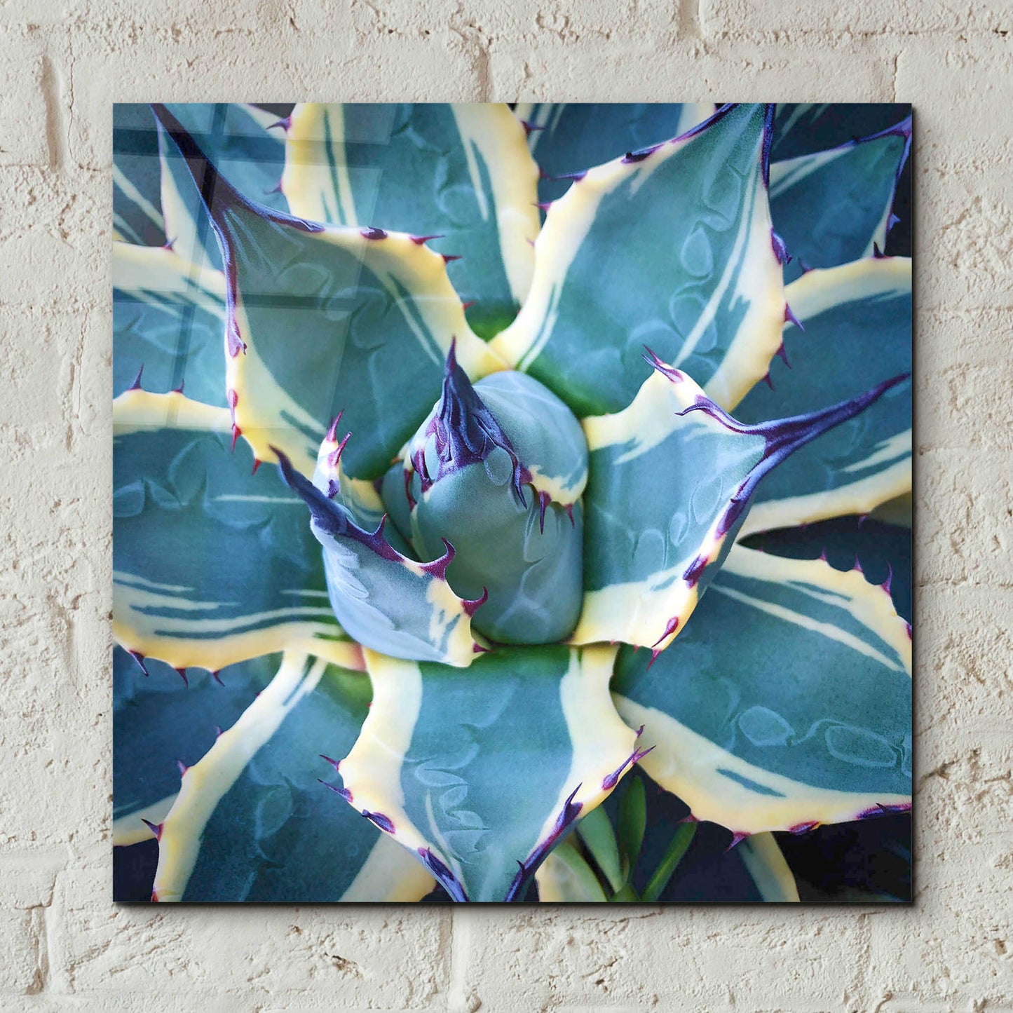 Epic Art 'Elegant Thorns' by Jan Bell Acrylic Glass Wall Art,12x12