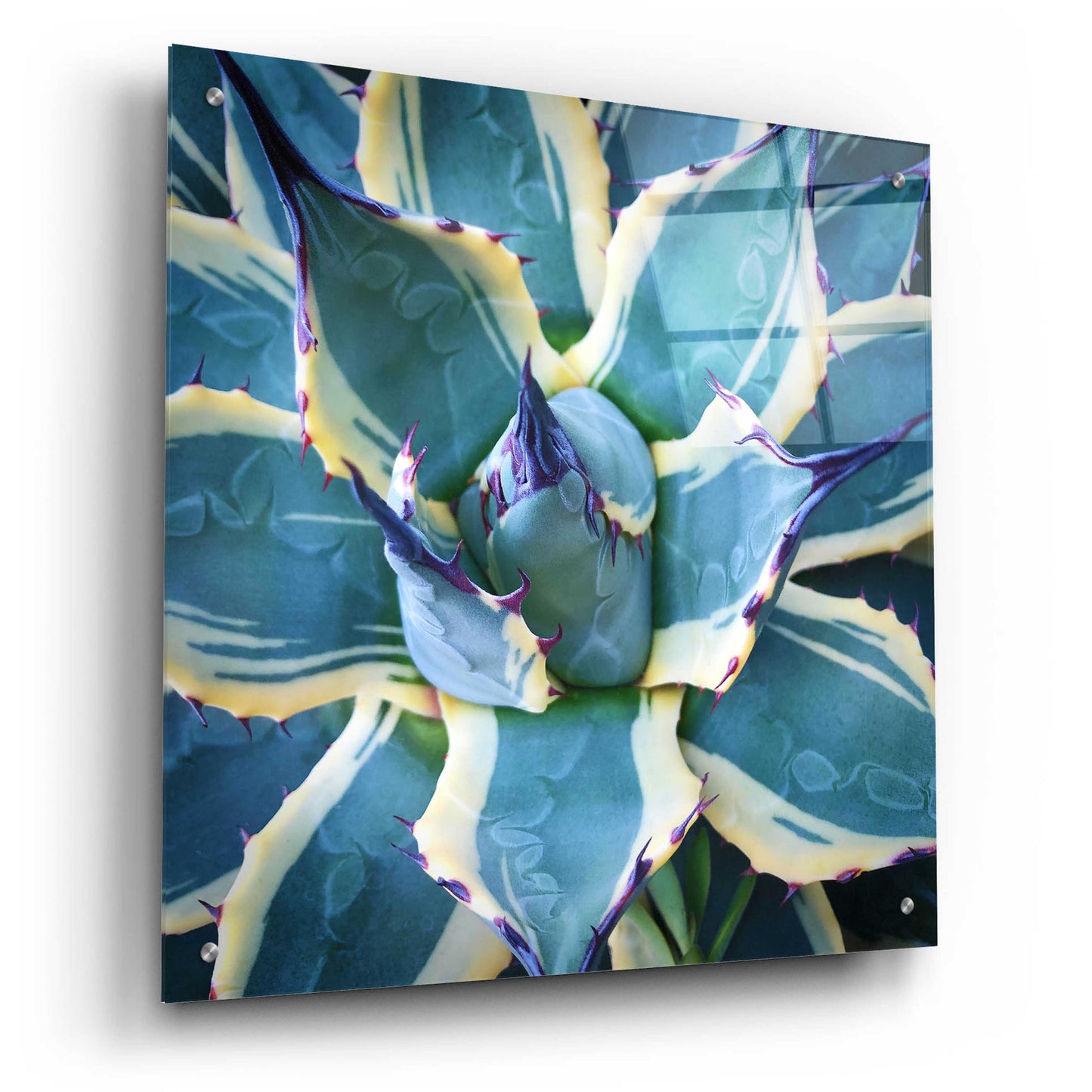 Epic Art 'Elegant Thorns' by Jan Bell Acrylic Glass Wall Art,24x24