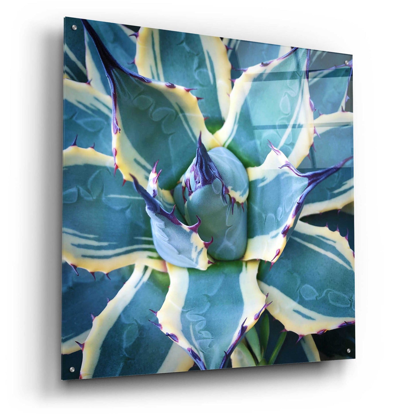 Epic Art 'Elegant Thorns' by Jan Bell Acrylic Glass Wall Art,36x36