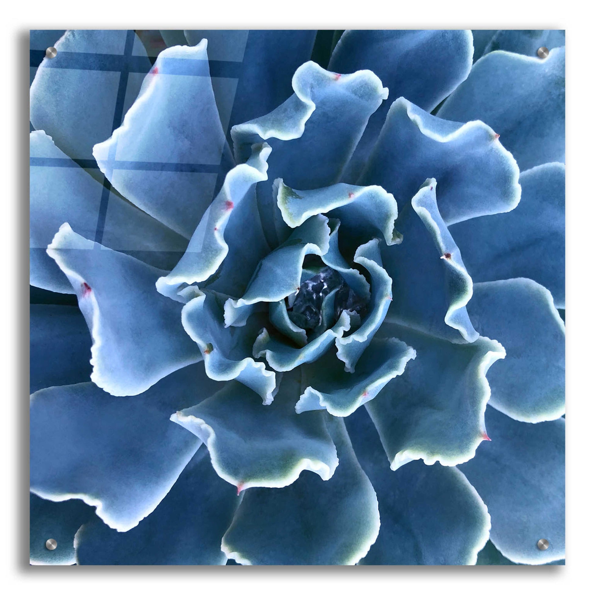 Epic Art 'Ruffled Edges' by Jan Bell Acrylic Glass Wall Art,24x24