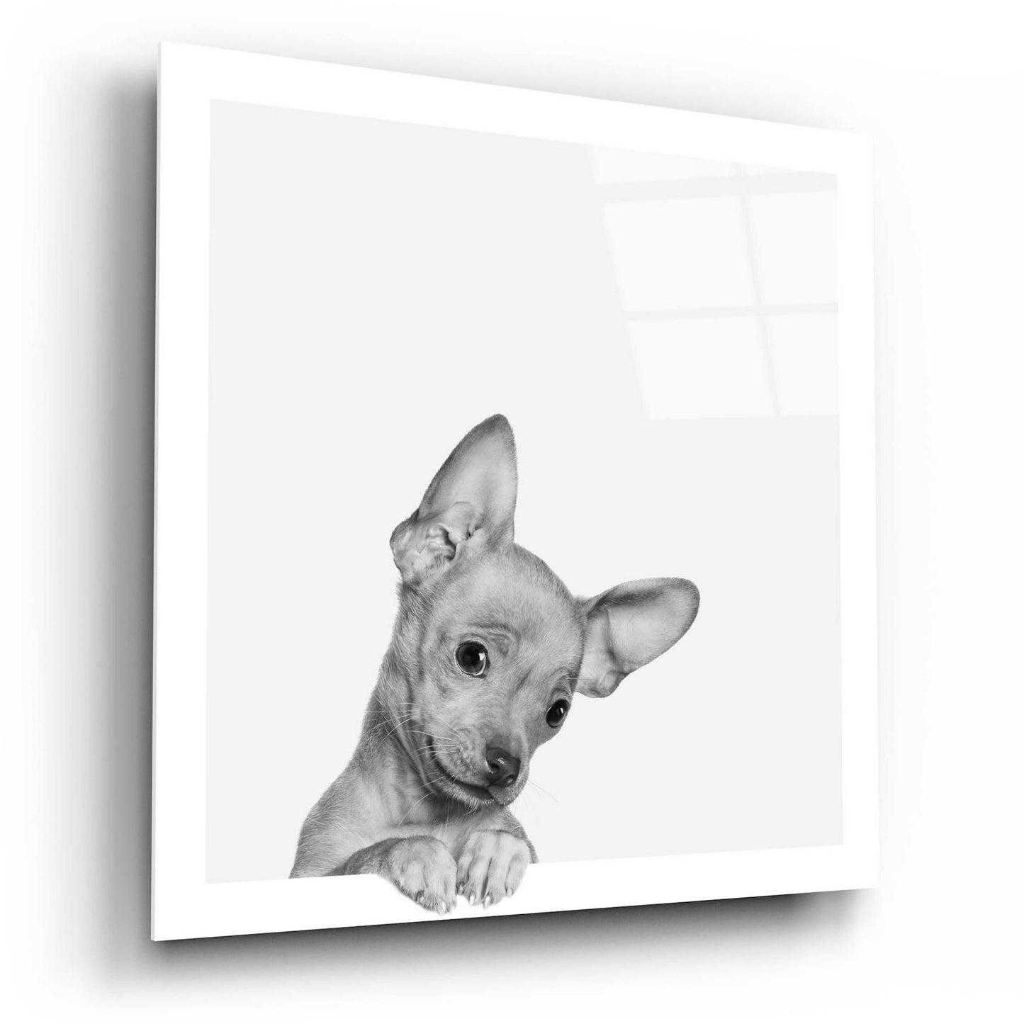 Epic Art 'Sweet Chihuahua' by Jon Bertelli Acrylic Glass Wall Art,12x12