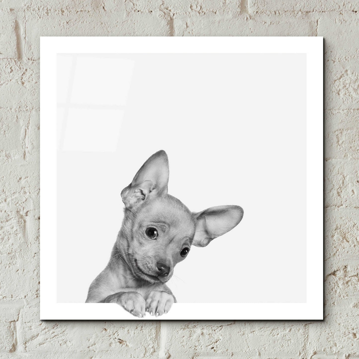 Epic Art 'Sweet Chihuahua' by Jon Bertelli Acrylic Glass Wall Art,12x12