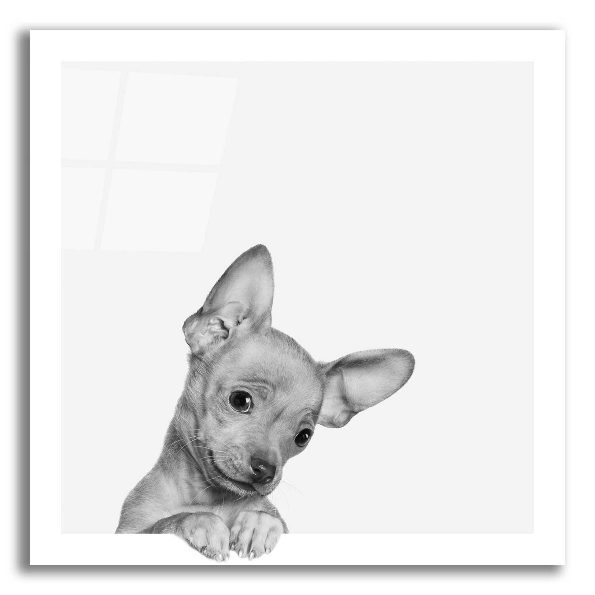 Epic Art 'Sweet Chihuahua' by Jon Bertelli Acrylic Glass Wall Art,12x12