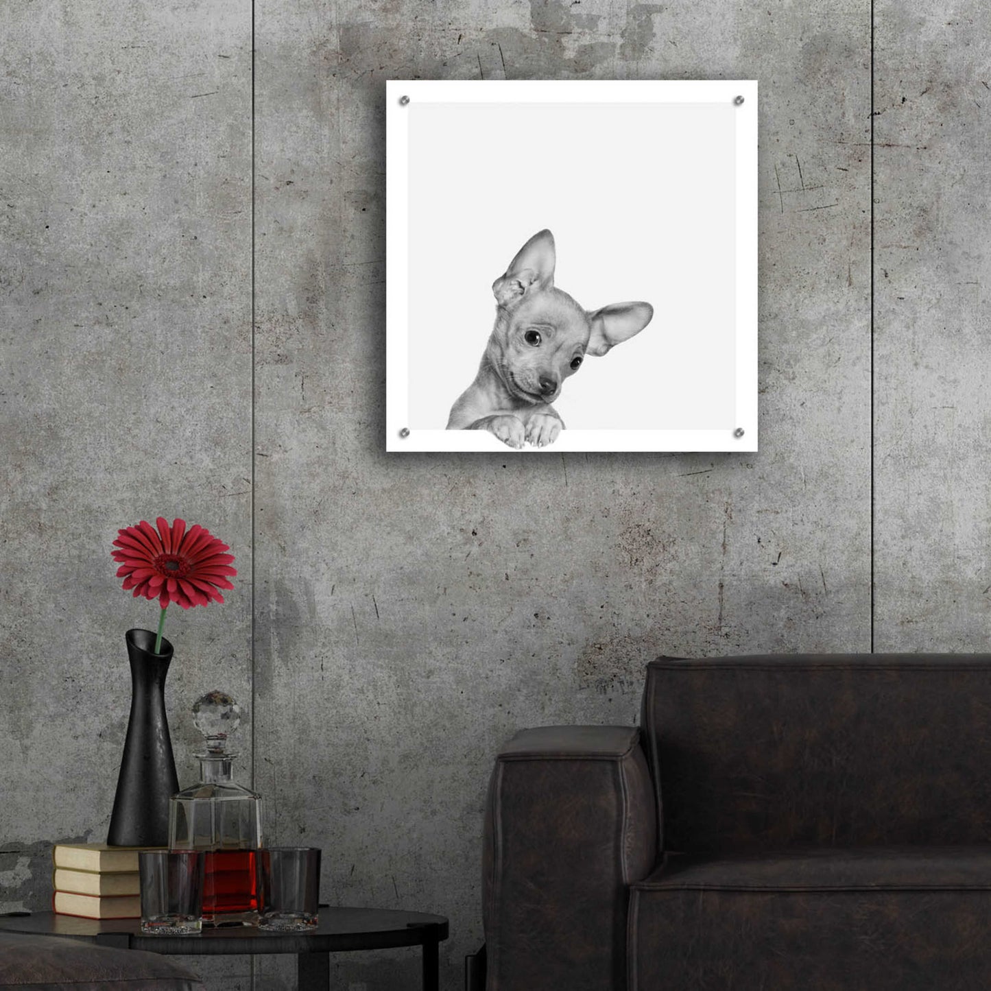 Epic Art 'Sweet Chihuahua' by Jon Bertelli Acrylic Glass Wall Art,24x24