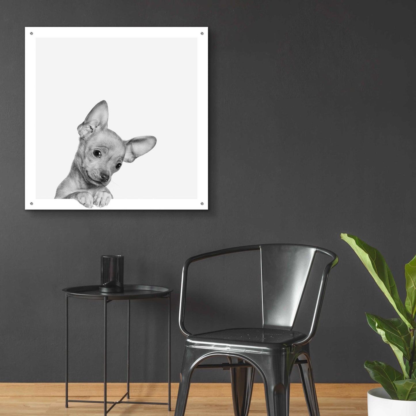 Epic Art 'Sweet Chihuahua' by Jon Bertelli Acrylic Glass Wall Art,36x36