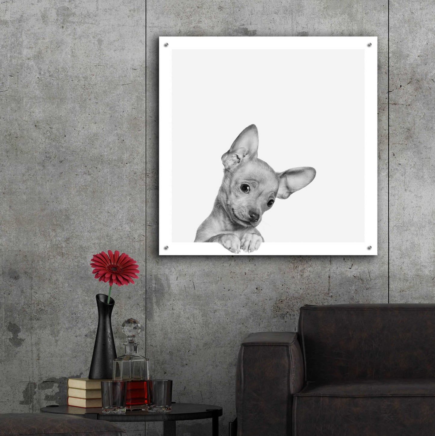 Epic Art 'Sweet Chihuahua' by Jon Bertelli Acrylic Glass Wall Art,36x36