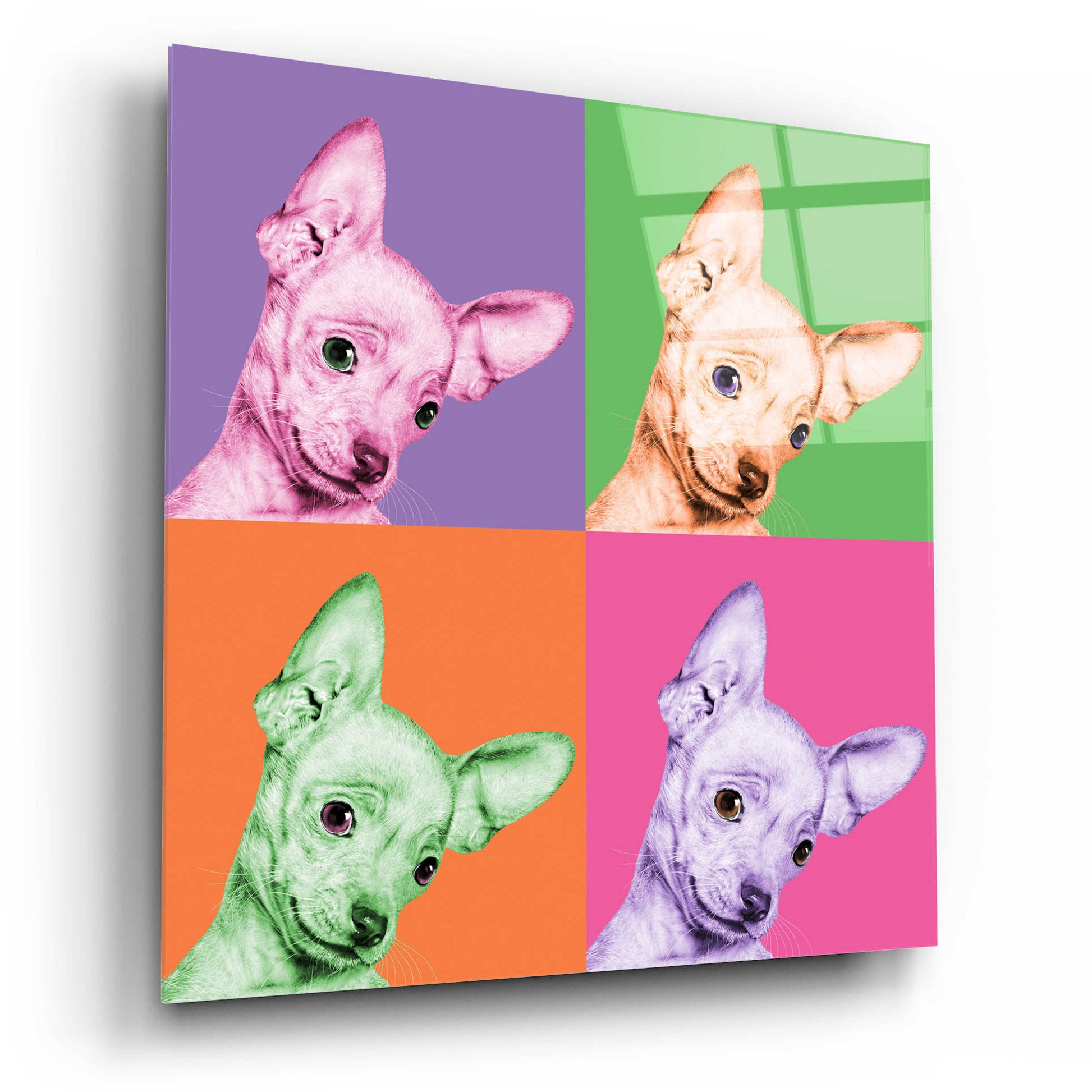 Epic Art 'Sweet Chihuahua Pop' by Jon Bertelli Acrylic Glass Wall Art,12x12