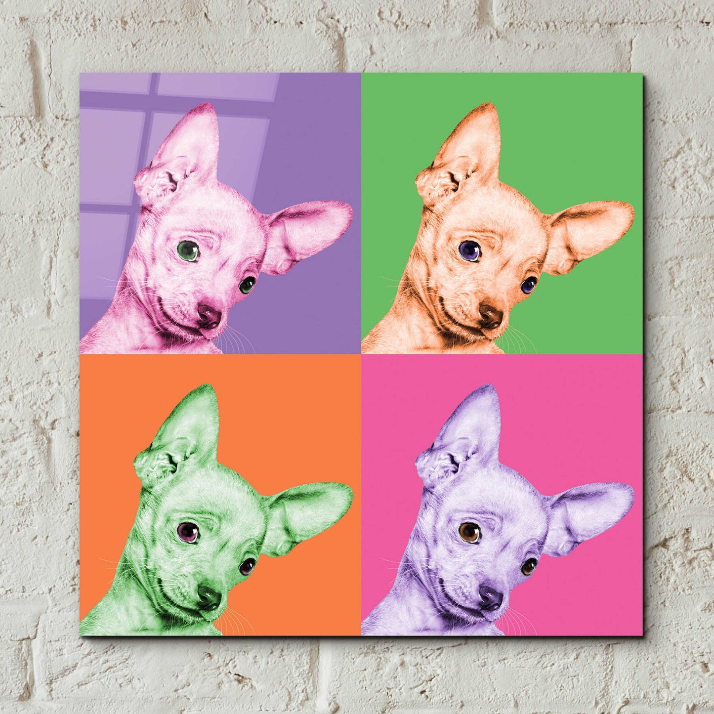 Epic Art 'Sweet Chihuahua Pop' by Jon Bertelli Acrylic Glass Wall Art,12x12