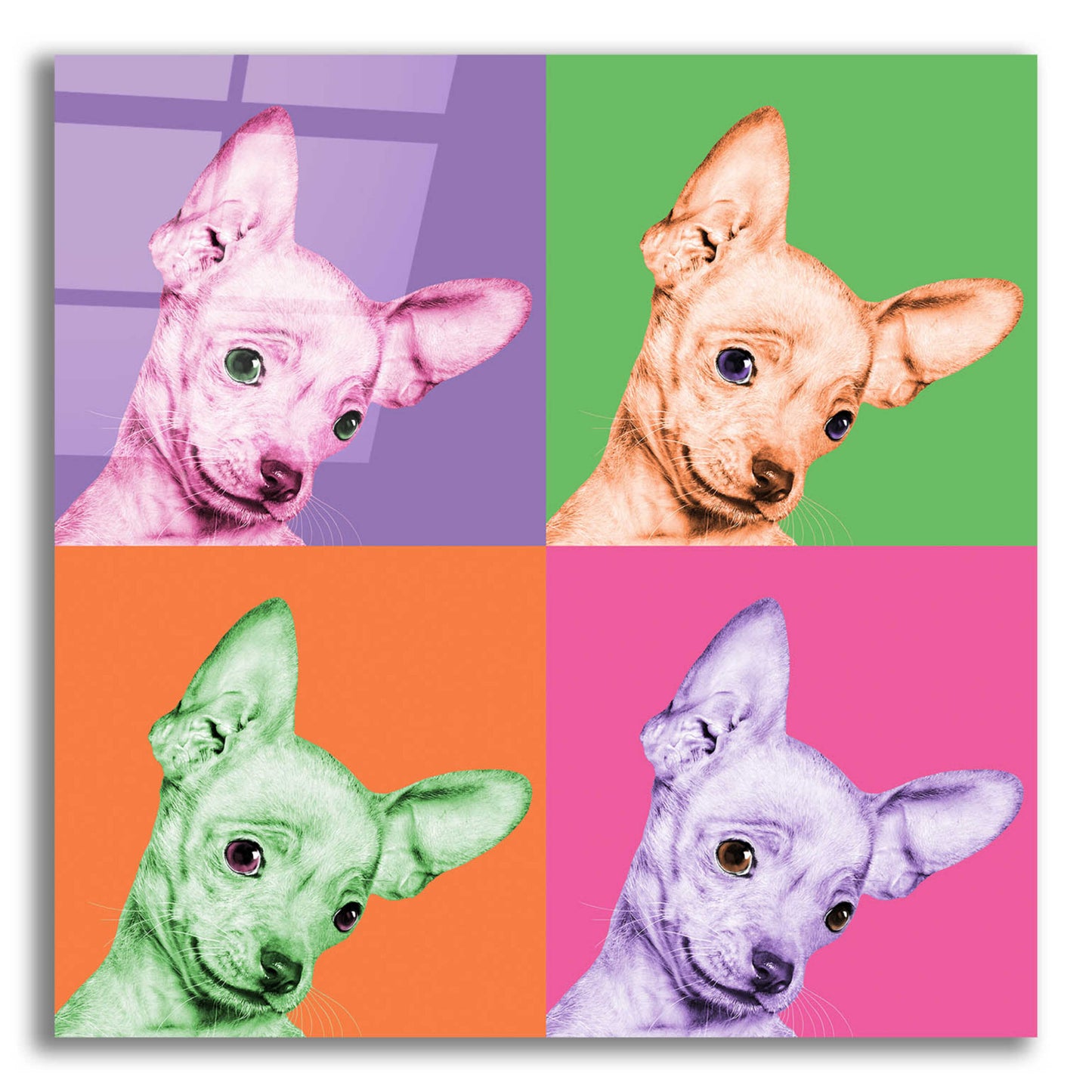 Epic Art 'Sweet Chihuahua Pop' by Jon Bertelli Acrylic Glass Wall Art,12x12