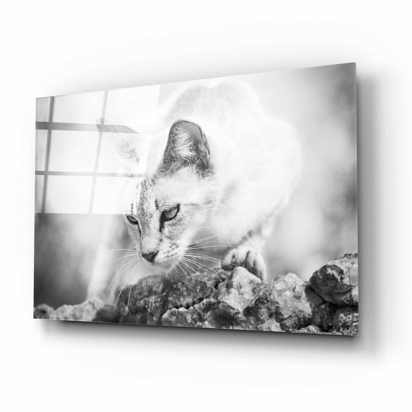 Epic Art 'The Heart of a Lion' by Jon Bertelli Acrylic Glass Wall Art,16x12