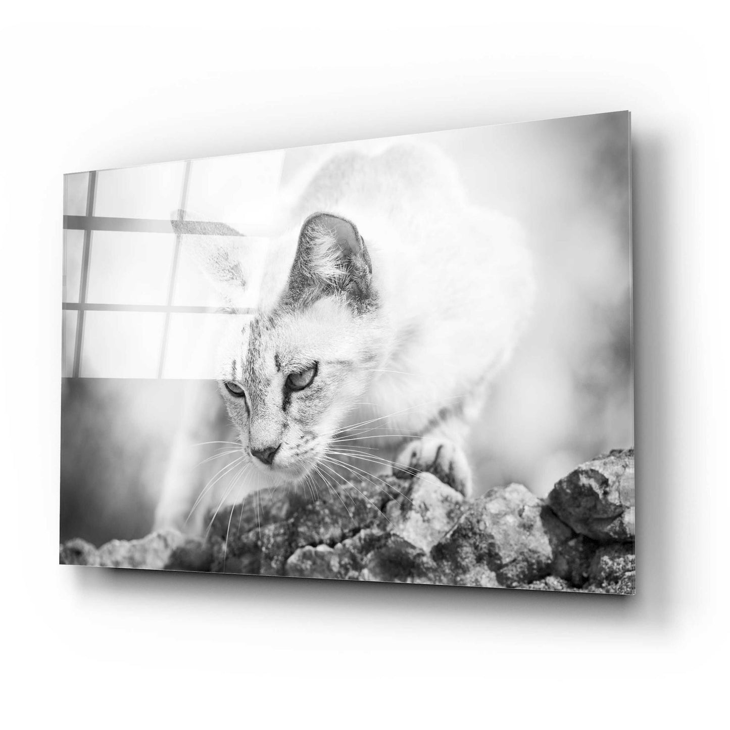 Epic Art 'The Heart of a Lion' by Jon Bertelli Acrylic Glass Wall Art,24x16