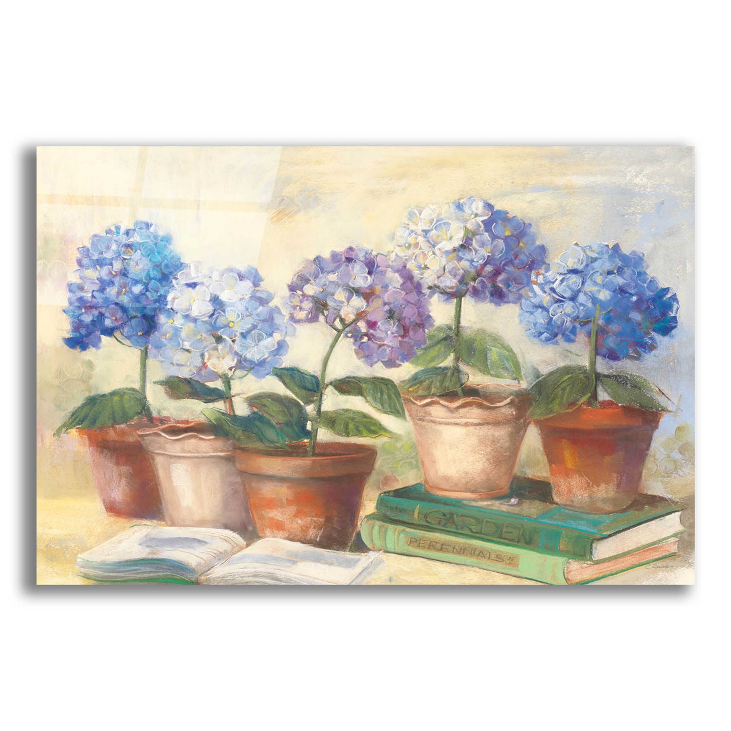 Epic Art 'Gardeners Hydrangeas' by Carol Rowan, Acrylic Glass Wall Art,24x16