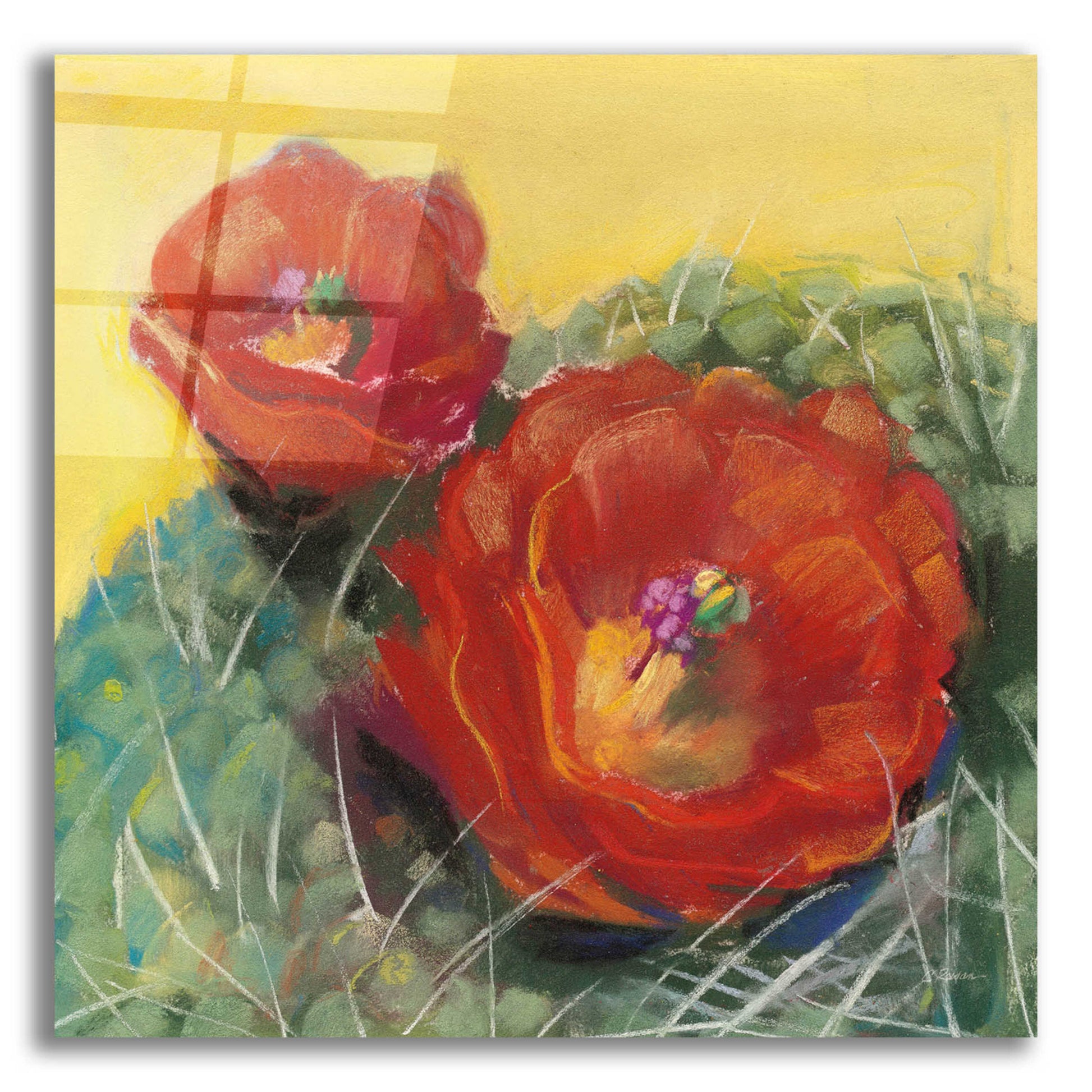 Epic Art 'Blooming Succulent I' by Carol Rowan, Acrylic Glass Wall Art