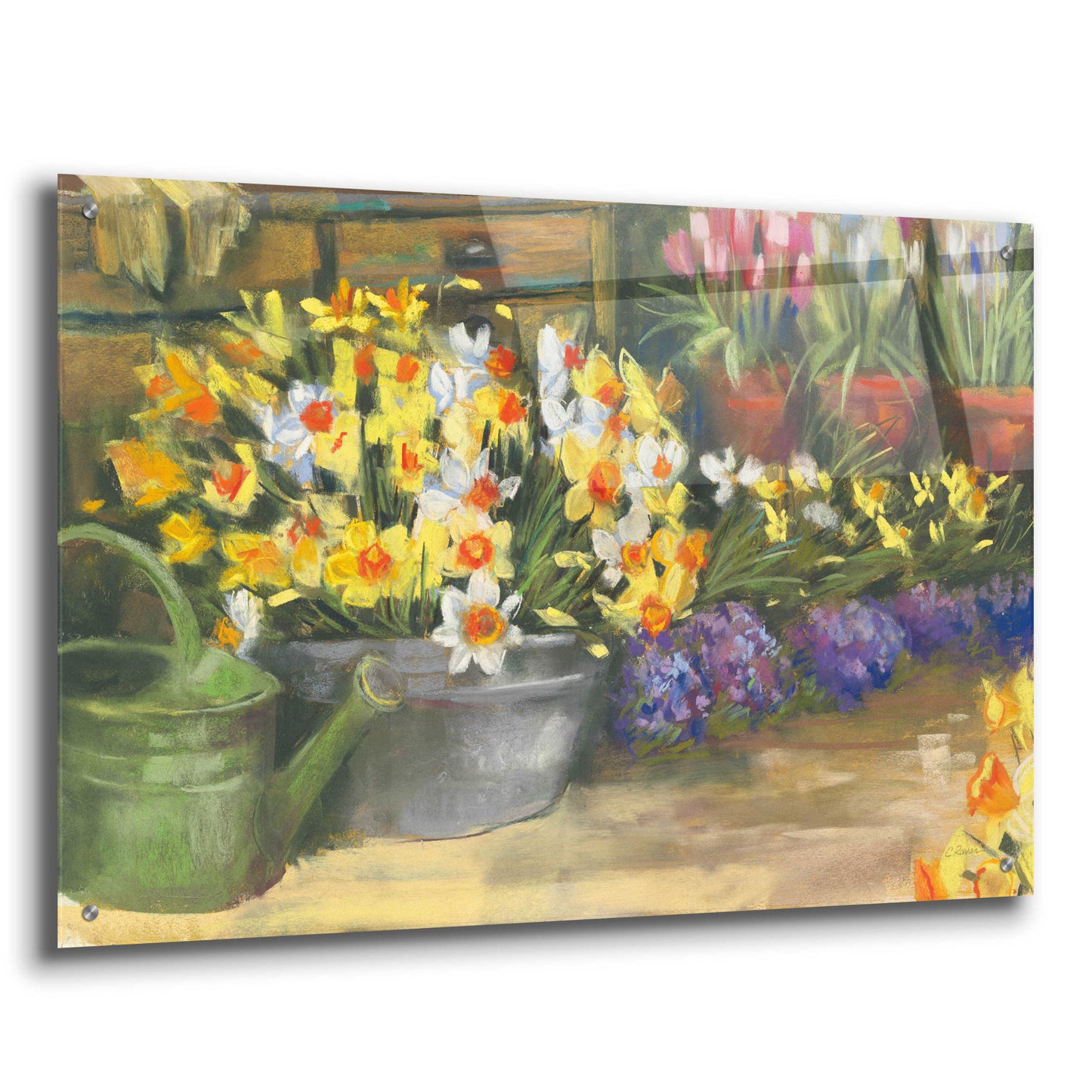 Epic Art 'Spring Daffodils' by Carol Rowan, Acrylic Glass Wall Art,36x24