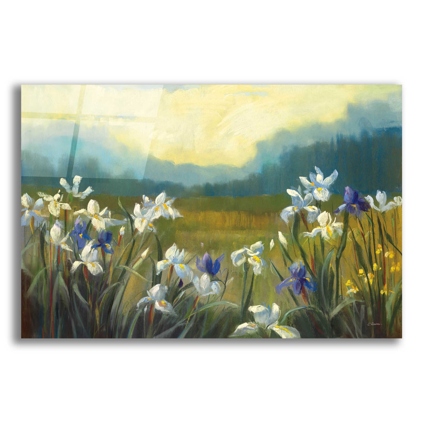 Epic Art 'Wild Iris' by Carol Rowan, Acrylic Glass Wall Art,24x16