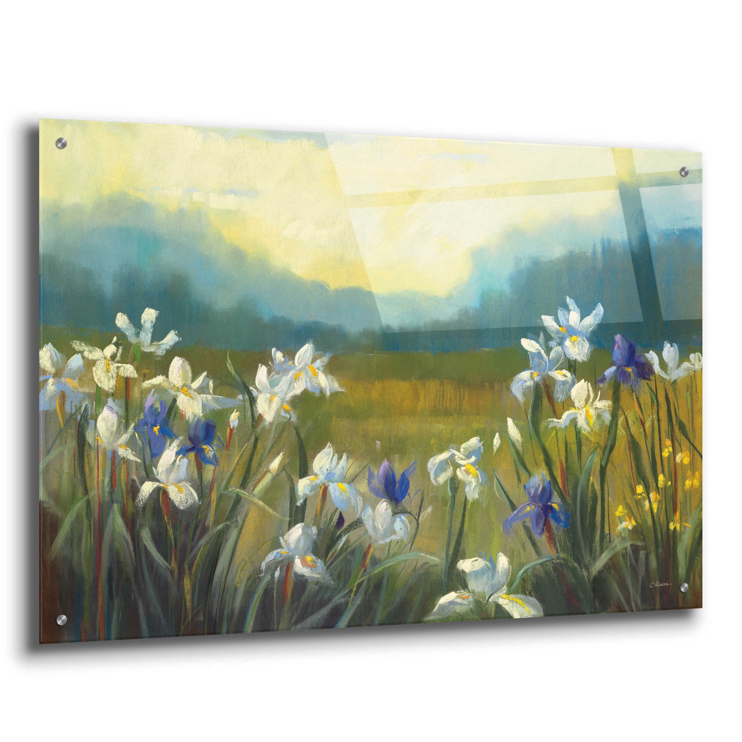 Epic Art 'Wild Iris' by Carol Rowan, Acrylic Glass Wall Art,36x24