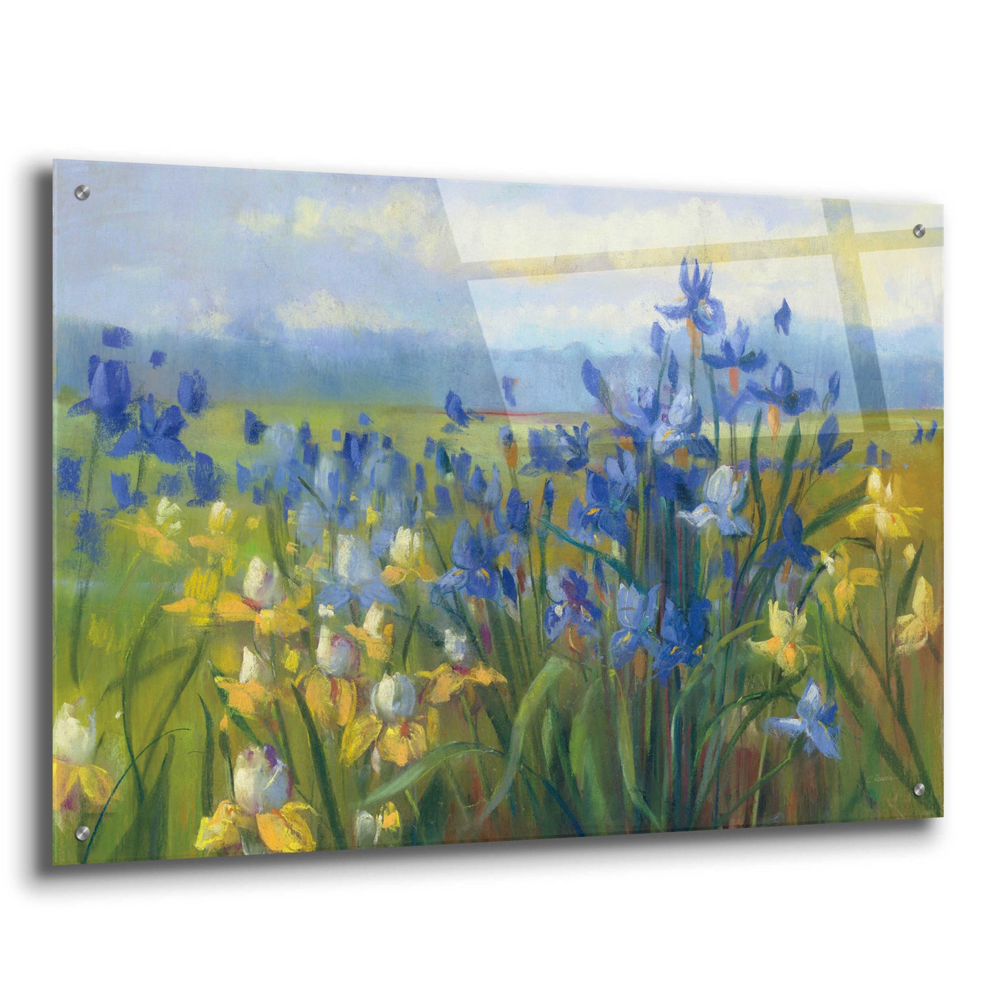 Epic Art 'Blue And Yellow Flower Field V2' by Carol Rowan, Acrylic Glass Wall Art,36x24