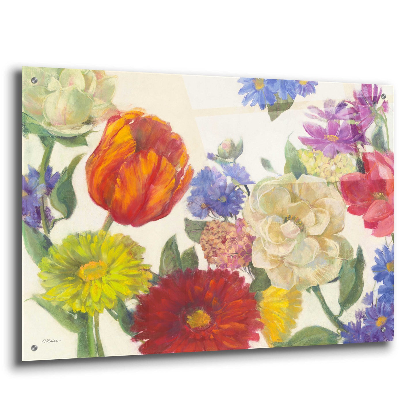 Epic Art 'Colorful Flowers On White' by Carol Rowan, Acrylic Glass Wall Art,36x24