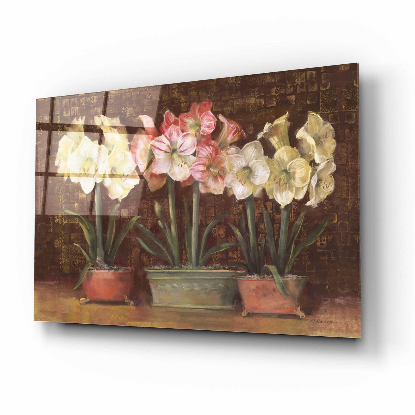 Epic Art 'Amaryllis On Brown' by Carol Rowan, Acrylic Glass Wall Art,16x12