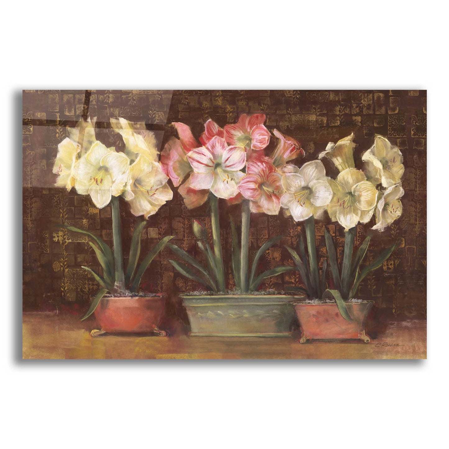 Epic Art 'Amaryllis On Brown' by Carol Rowan, Acrylic Glass Wall Art,16x12