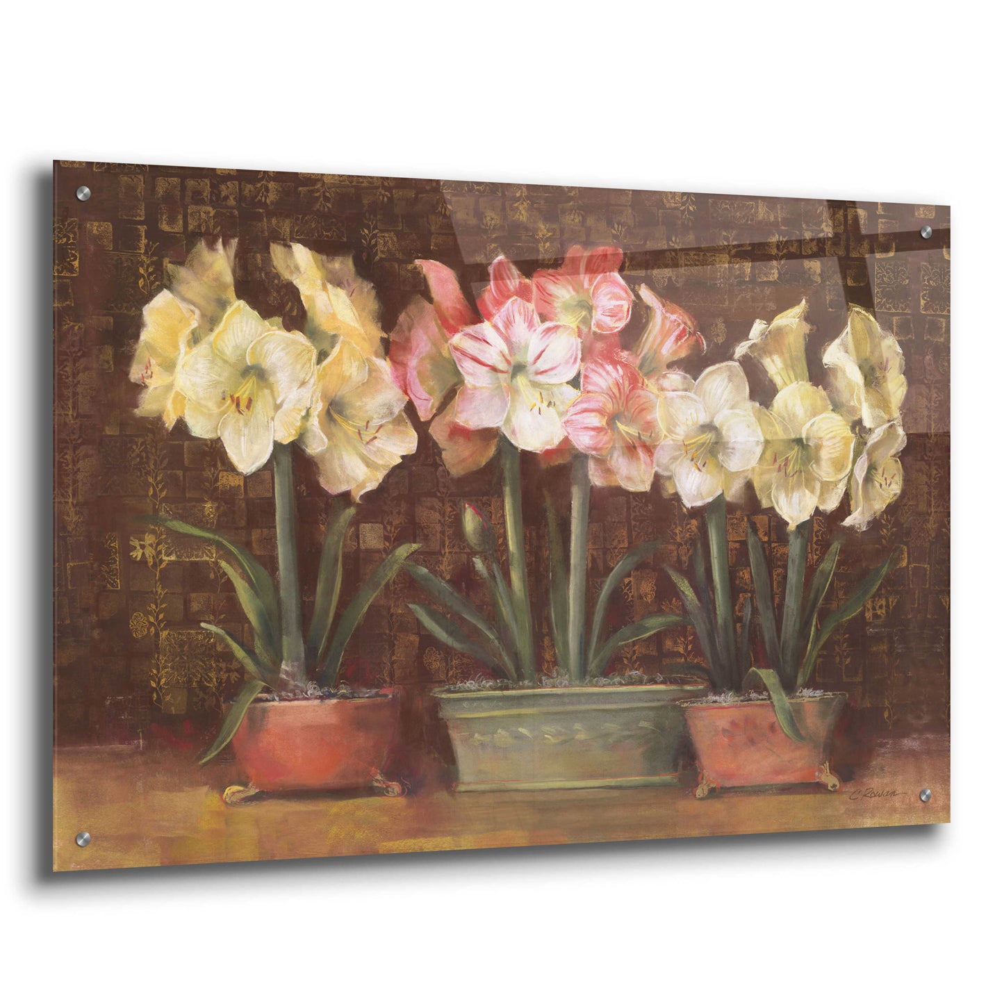 Epic Art 'Amaryllis On Brown' by Carol Rowan, Acrylic Glass Wall Art,36x24