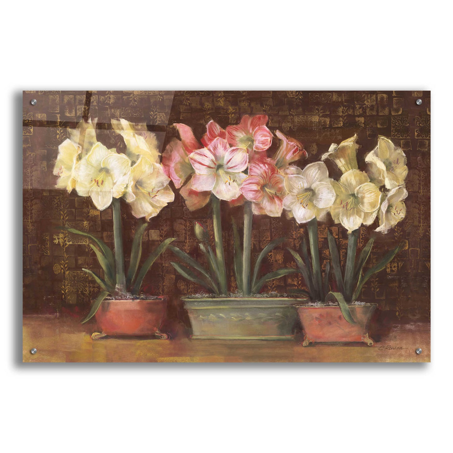 Epic Art 'Amaryllis On Brown' by Carol Rowan, Acrylic Glass Wall Art,36x24