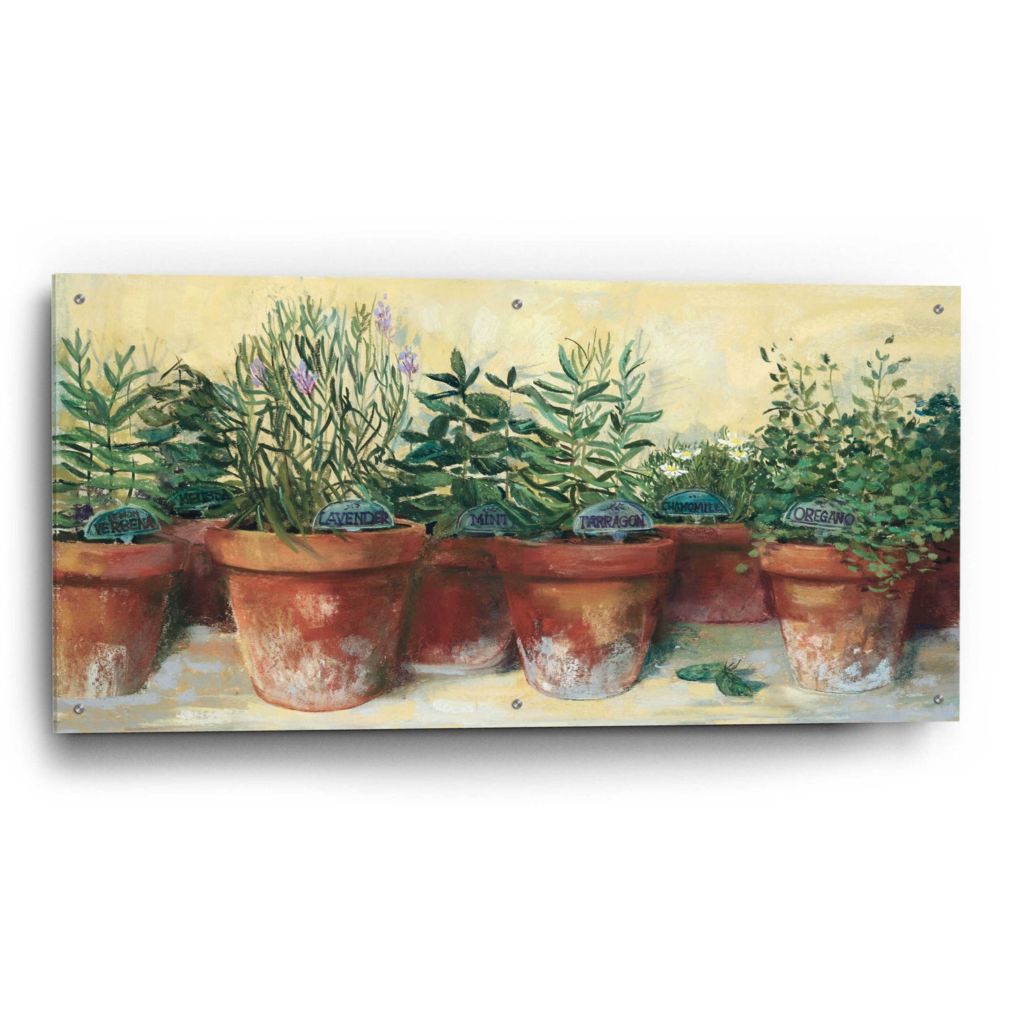 Epic Art 'Potted Herbs I' by Carol Rowan, Acrylic Glass Wall Art,48x24