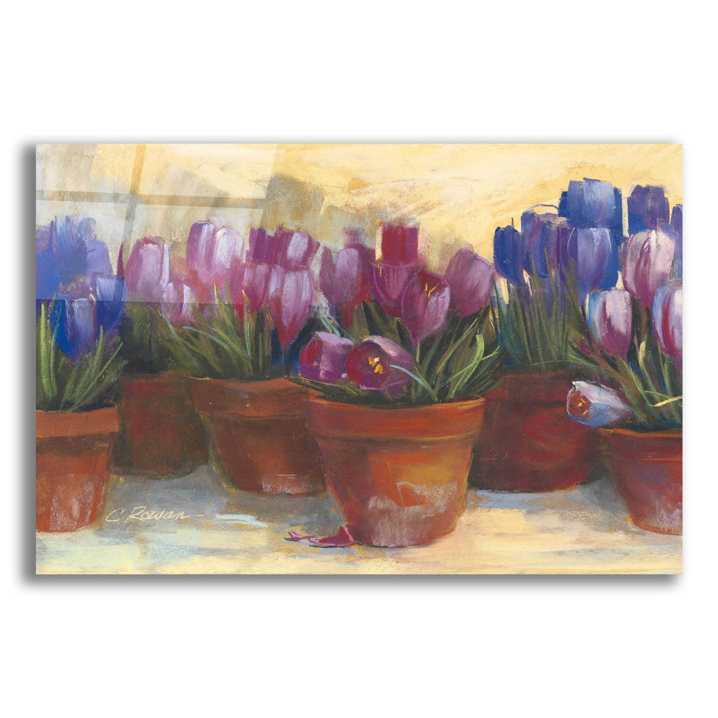 Epic Art 'Spring Crocus' by Carol Rowan, Acrylic Glass Wall Art,24x16