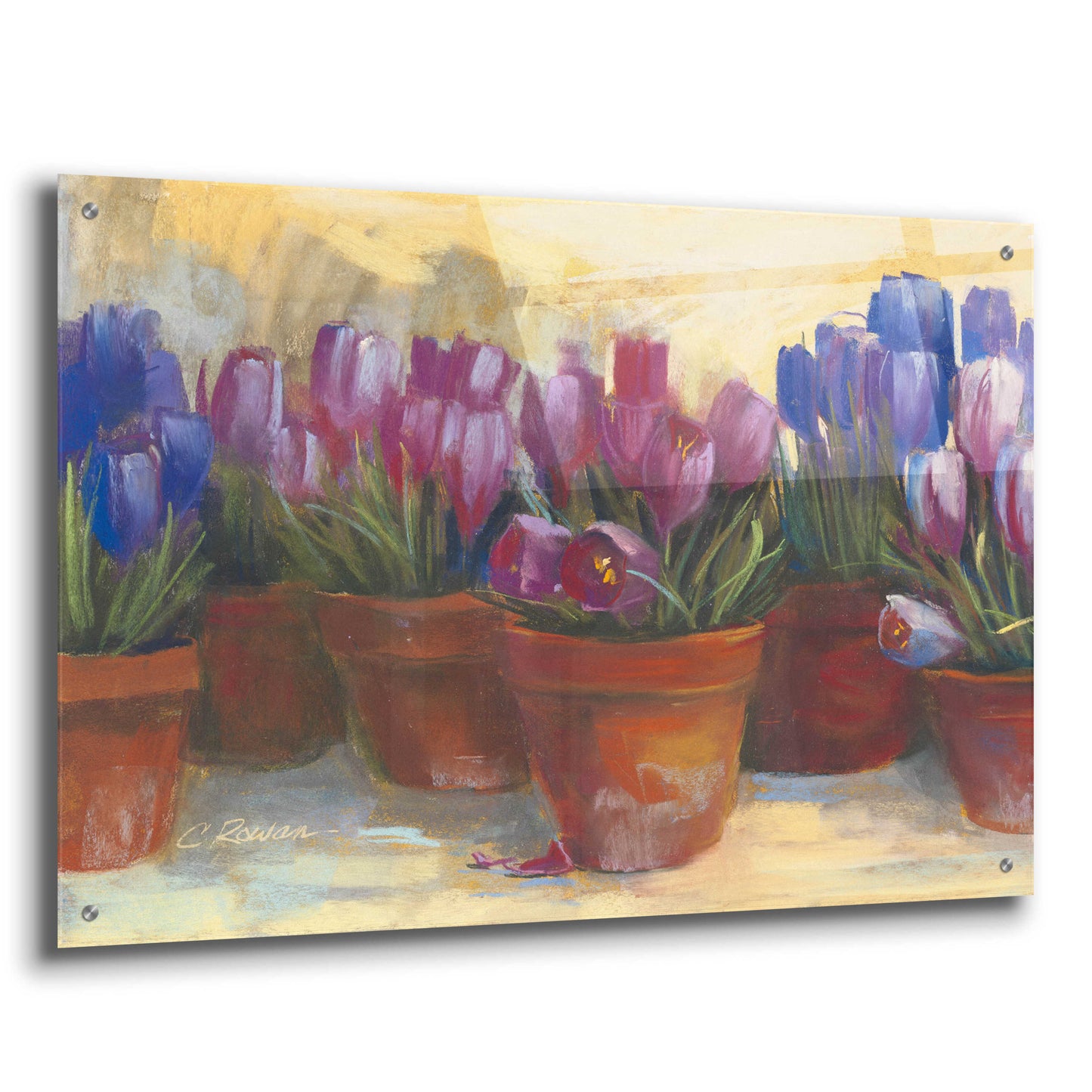 Epic Art 'Spring Crocus' by Carol Rowan, Acrylic Glass Wall Art,36x24