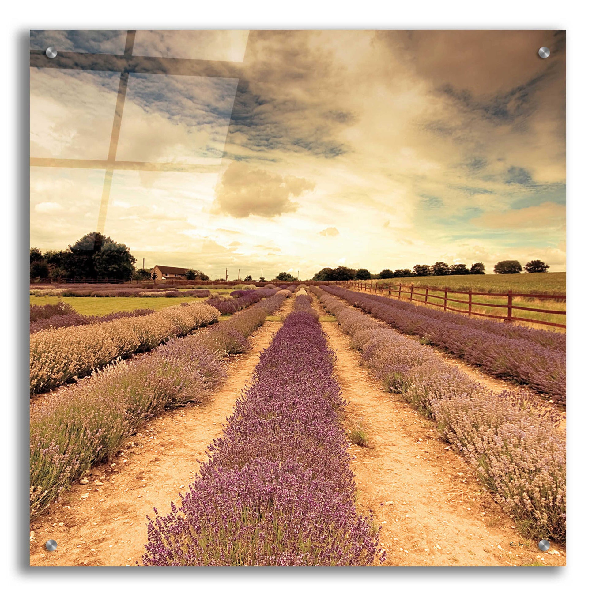 Epic Art 'Lavender Fields Forever' by Keri Bevan, Acrylic Glass Wall Art,24x24