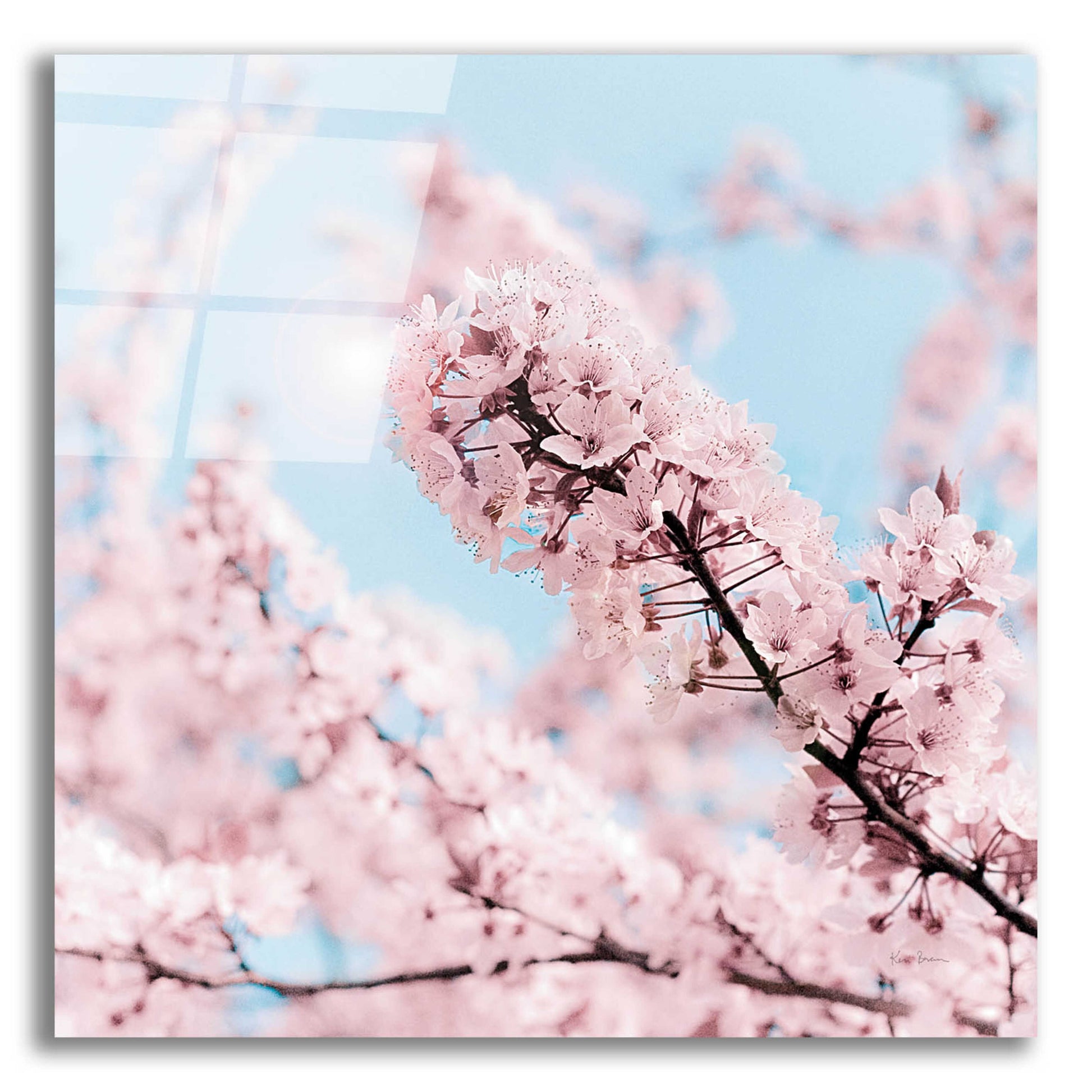 Epic Art 'Cherry Blossom Clouds' by Keri Bevan, Acrylic Glass Wall Art,12x12